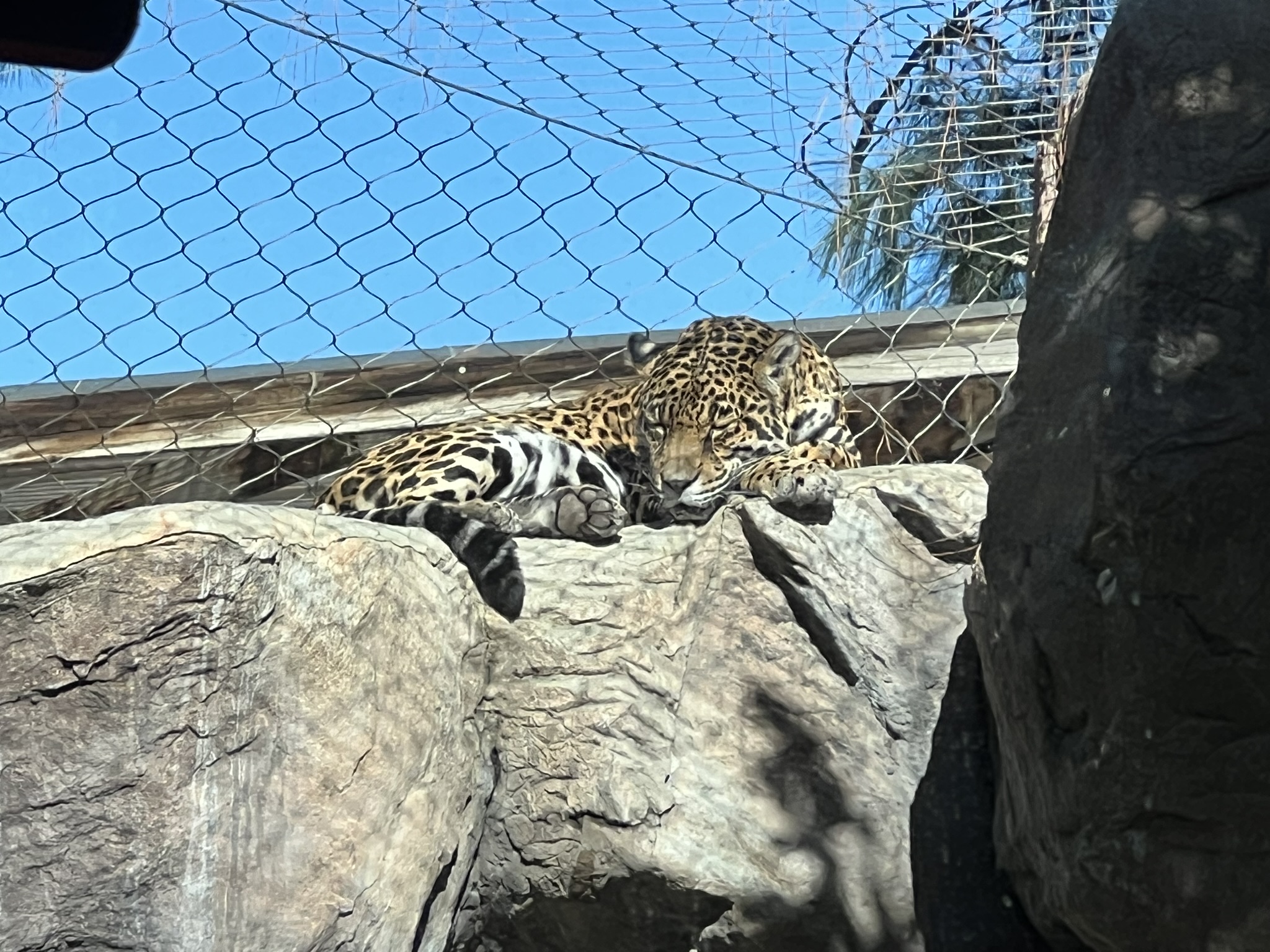 美洲豹 Jaguar