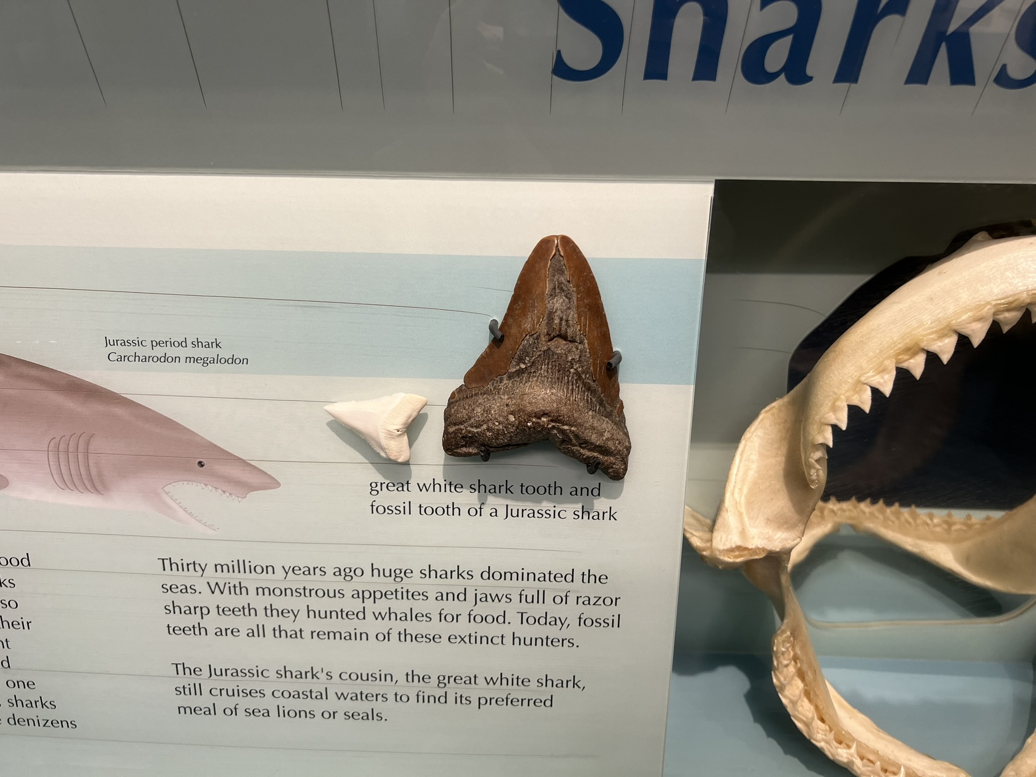 鲨鱼的牙齿和远古鲨鱼的牙齿