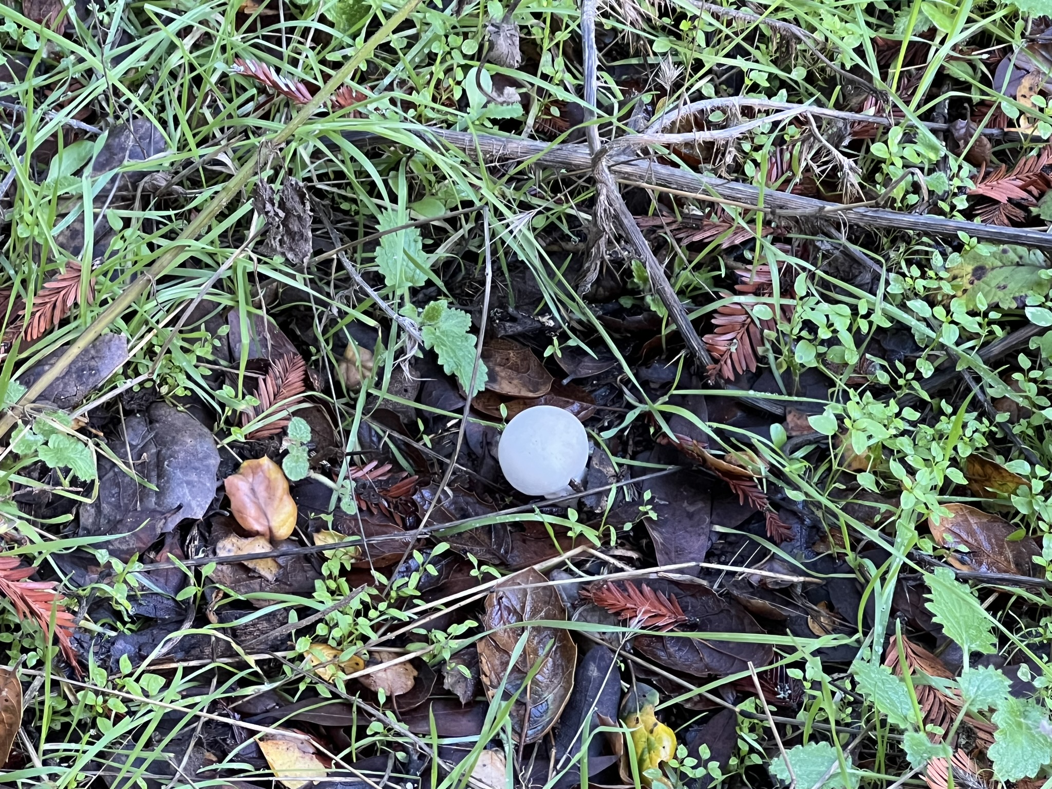 雨后长出一个小蘑菇