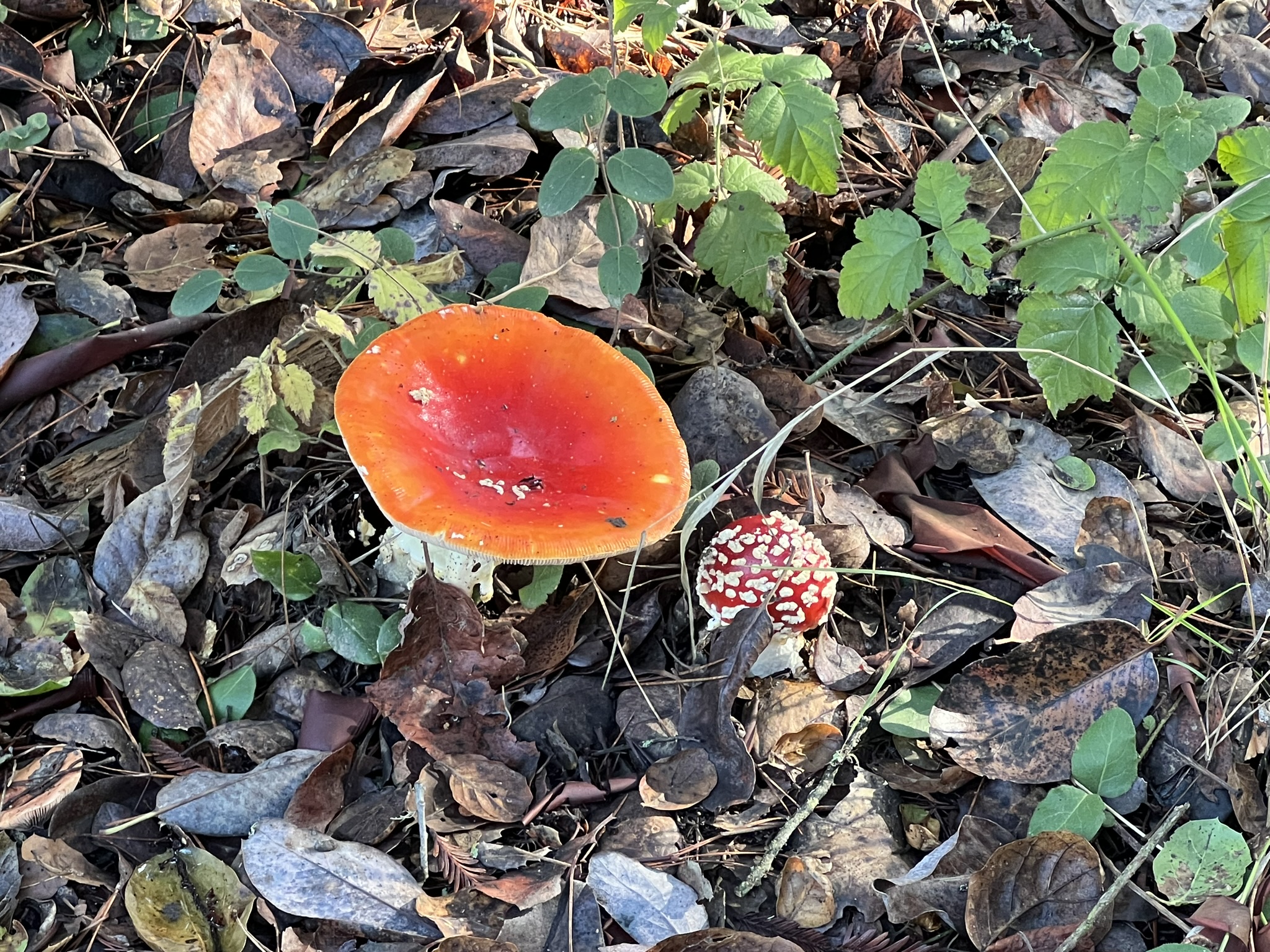 雨后长出来的毒蘑菇