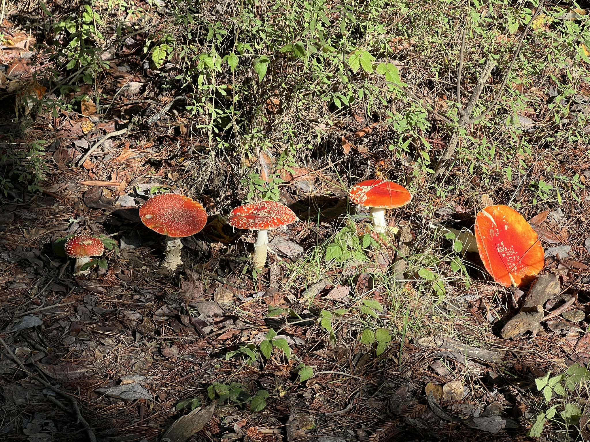雨后长出来的毒蘑菇