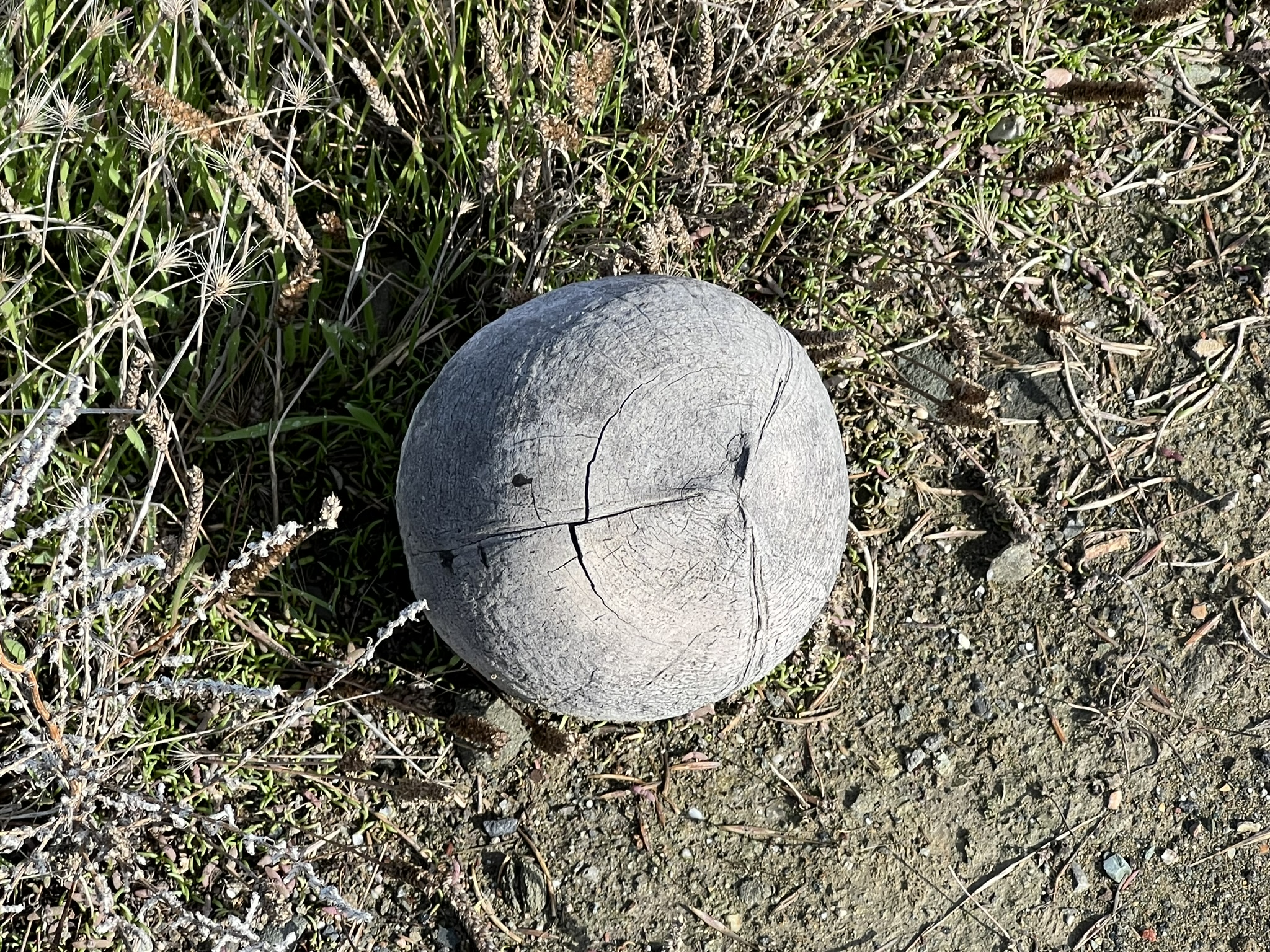 这颗很大的木头似的的球是什么？