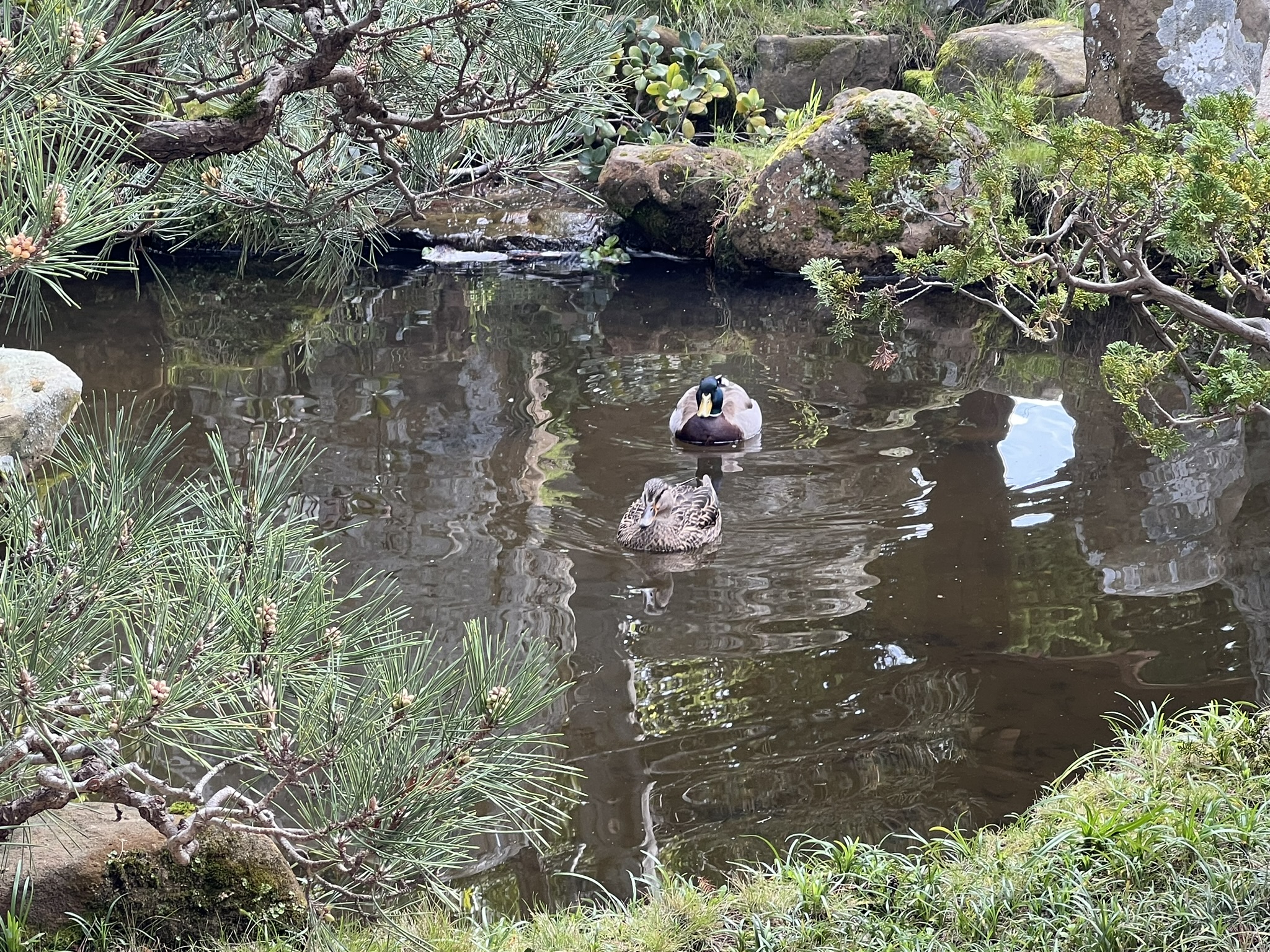 池塘里来了两个野鸭