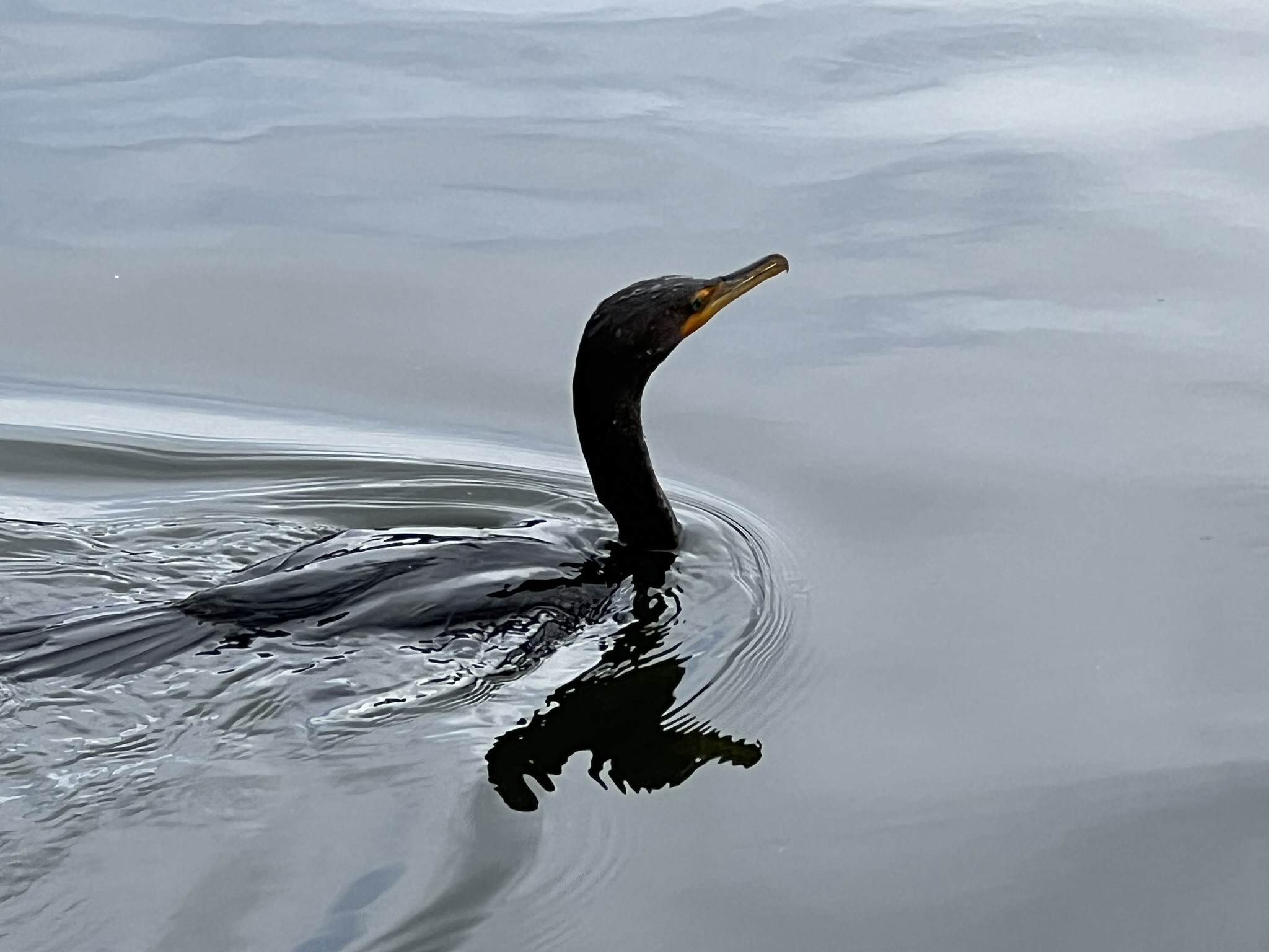 Double-Crested Cormorant 角鸬鹚，很少有的近距离拍摄的机会