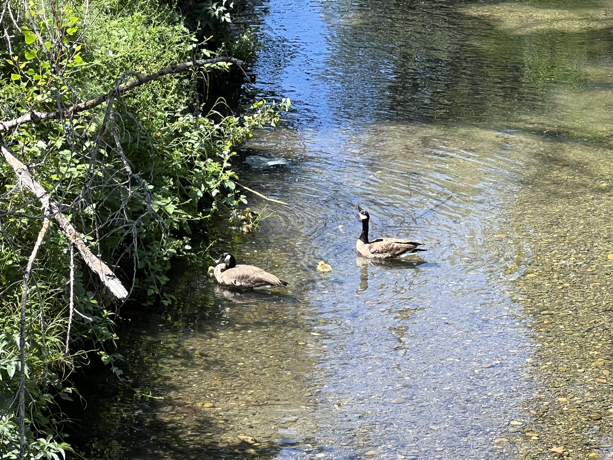 小溪上的加拿大大鹅和小鹅