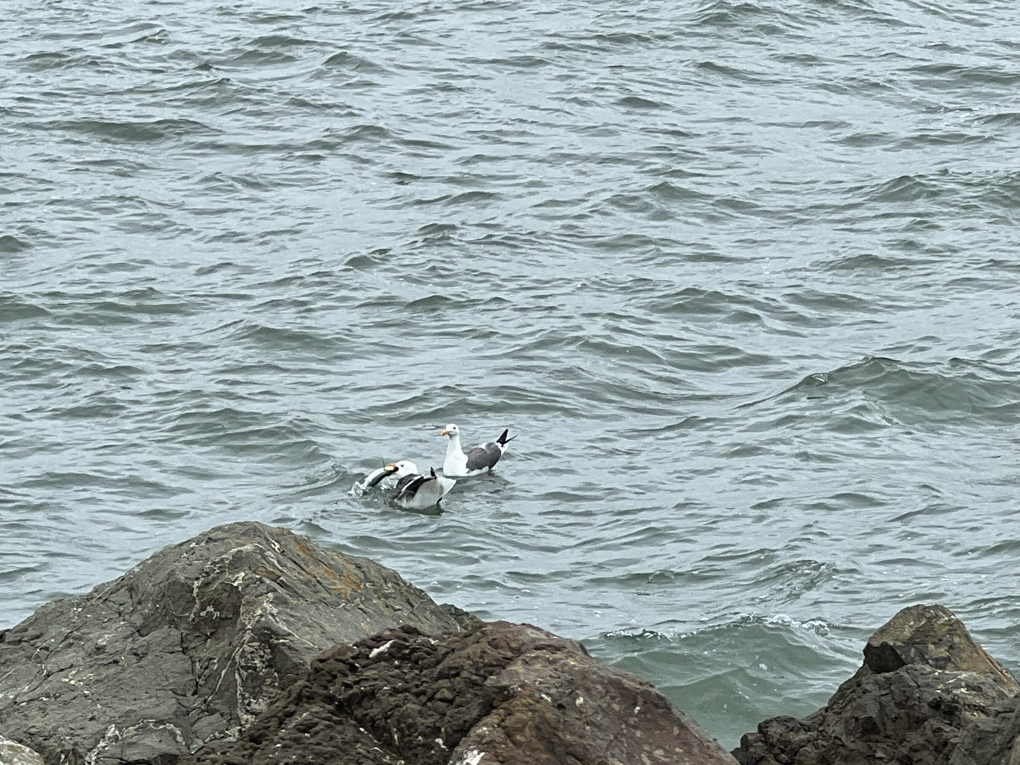 海鸥吃鱼