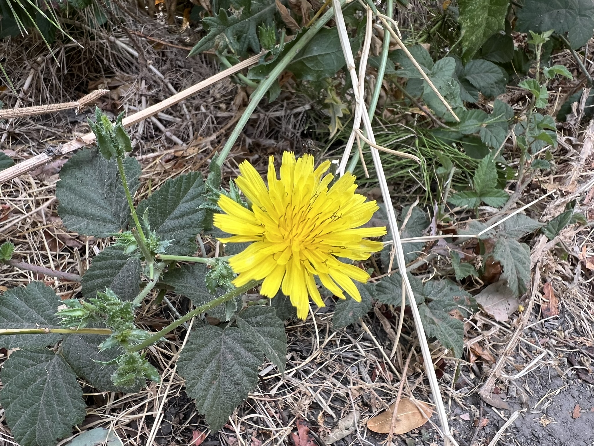 花和蚊子