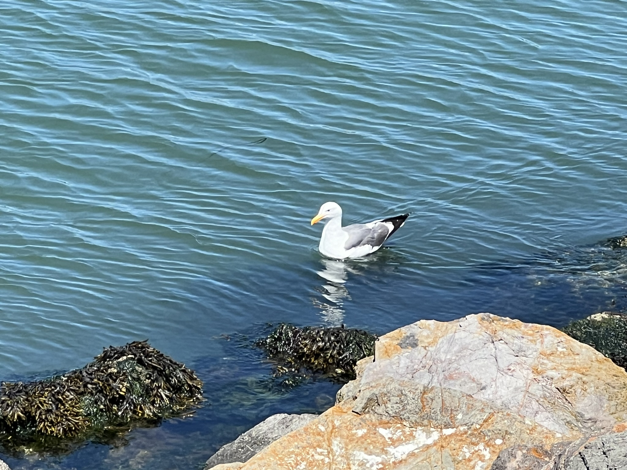 找吃的海鸥