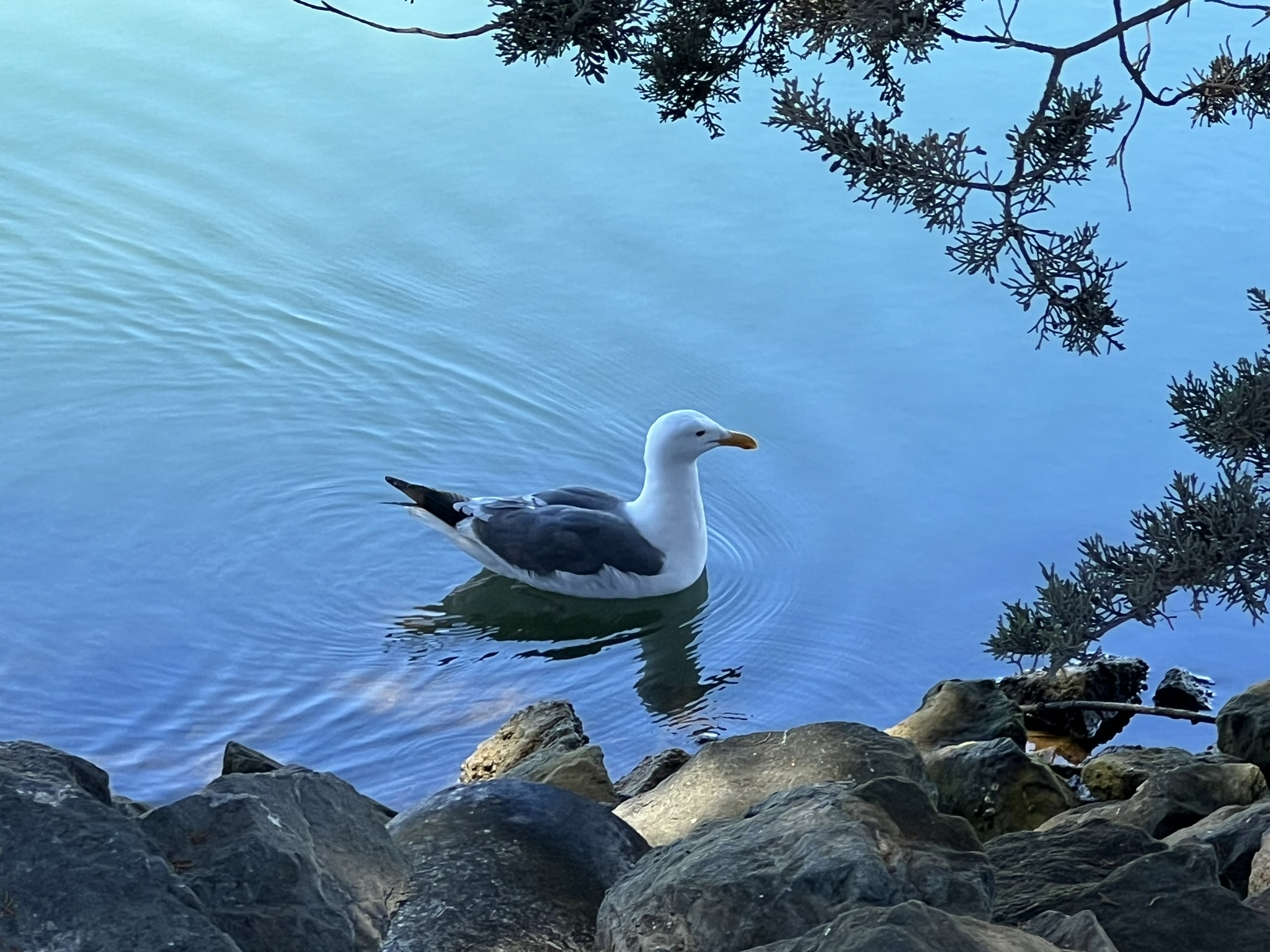 找螺吃的海鸥