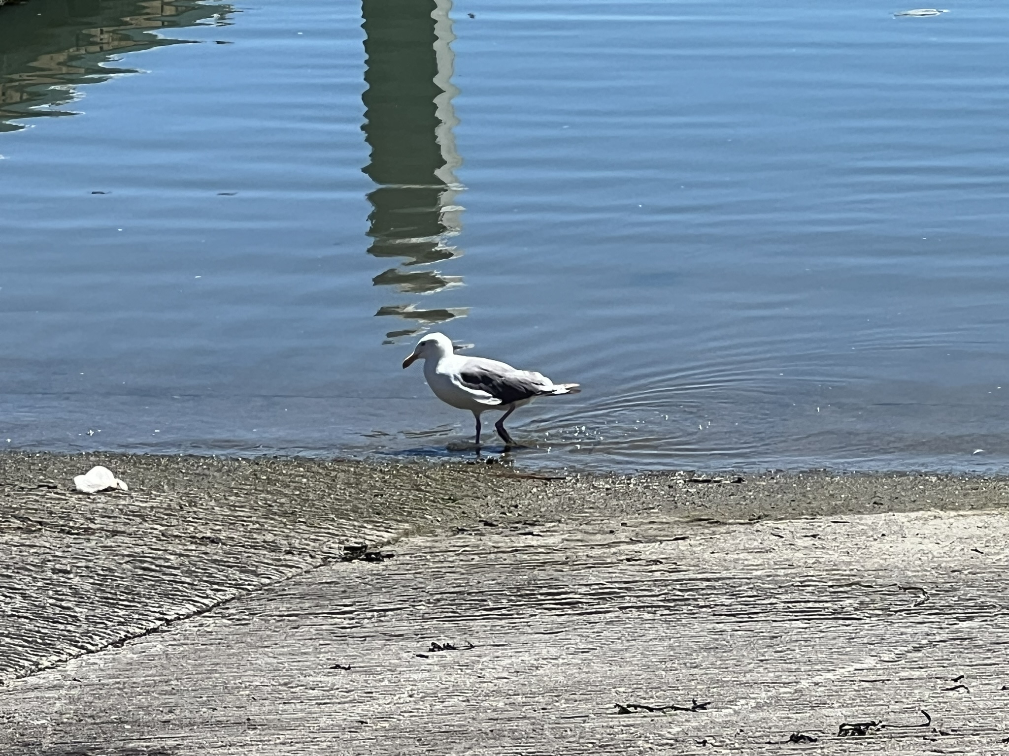 海鸥