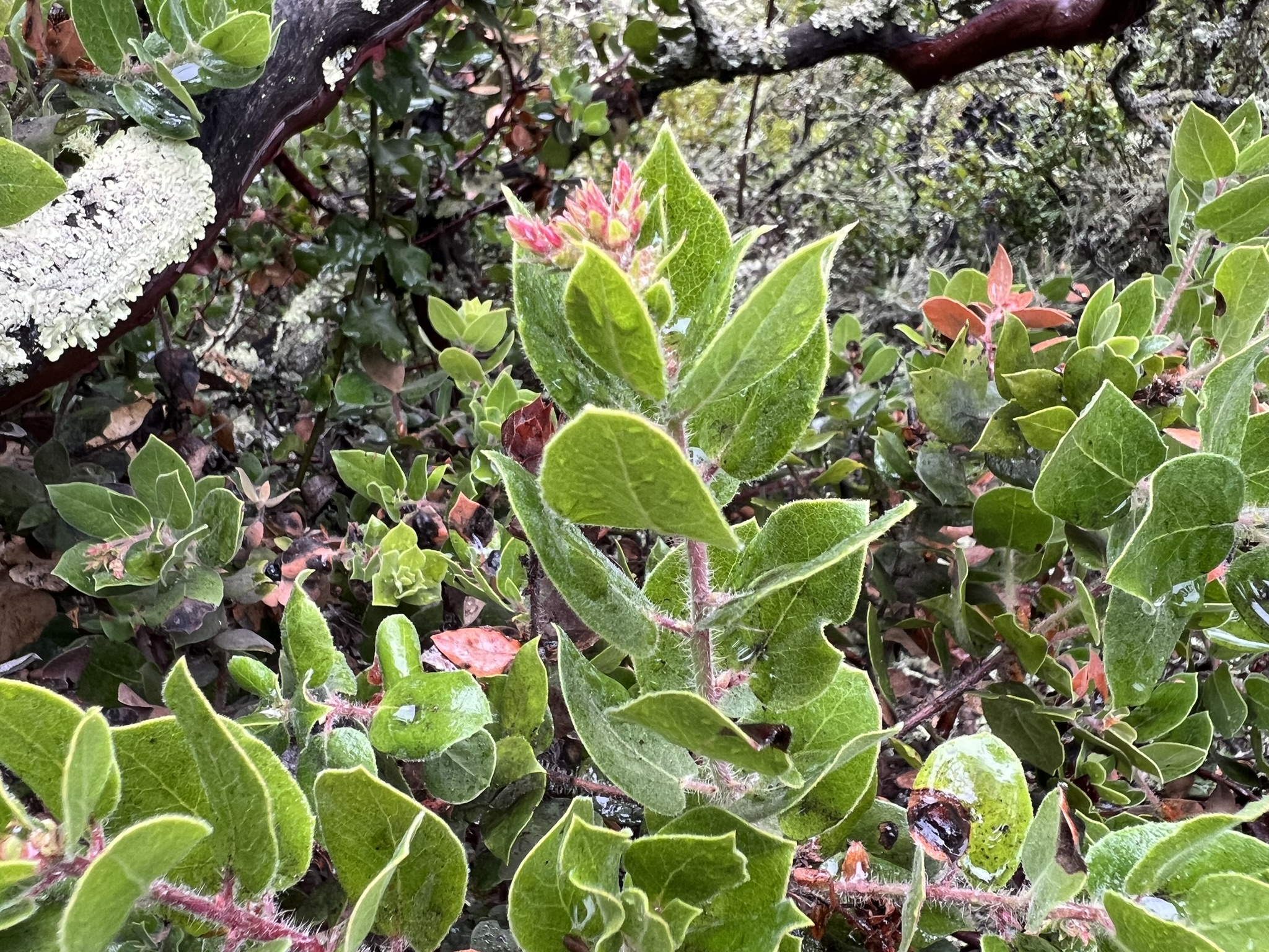 植物