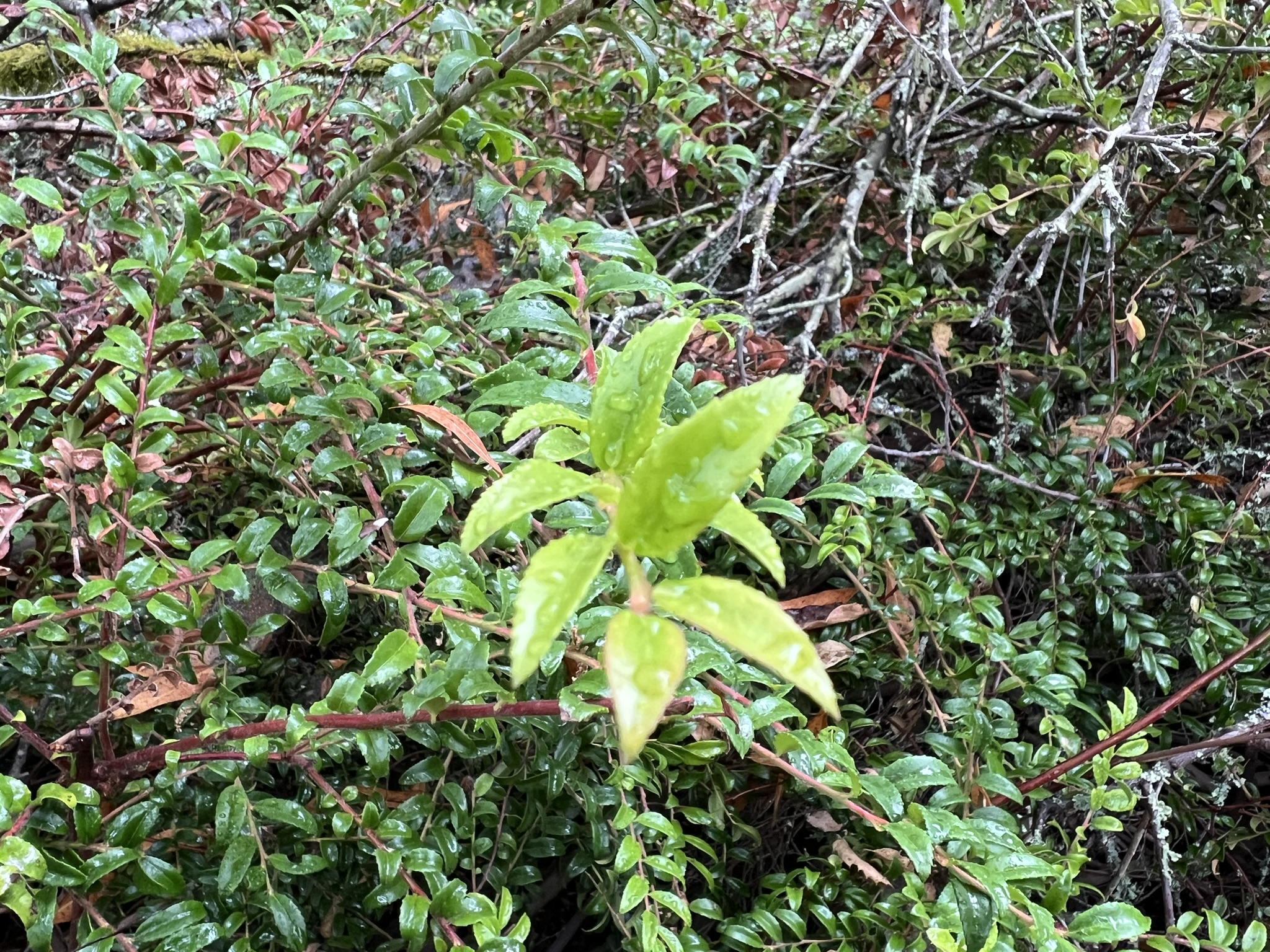 植物