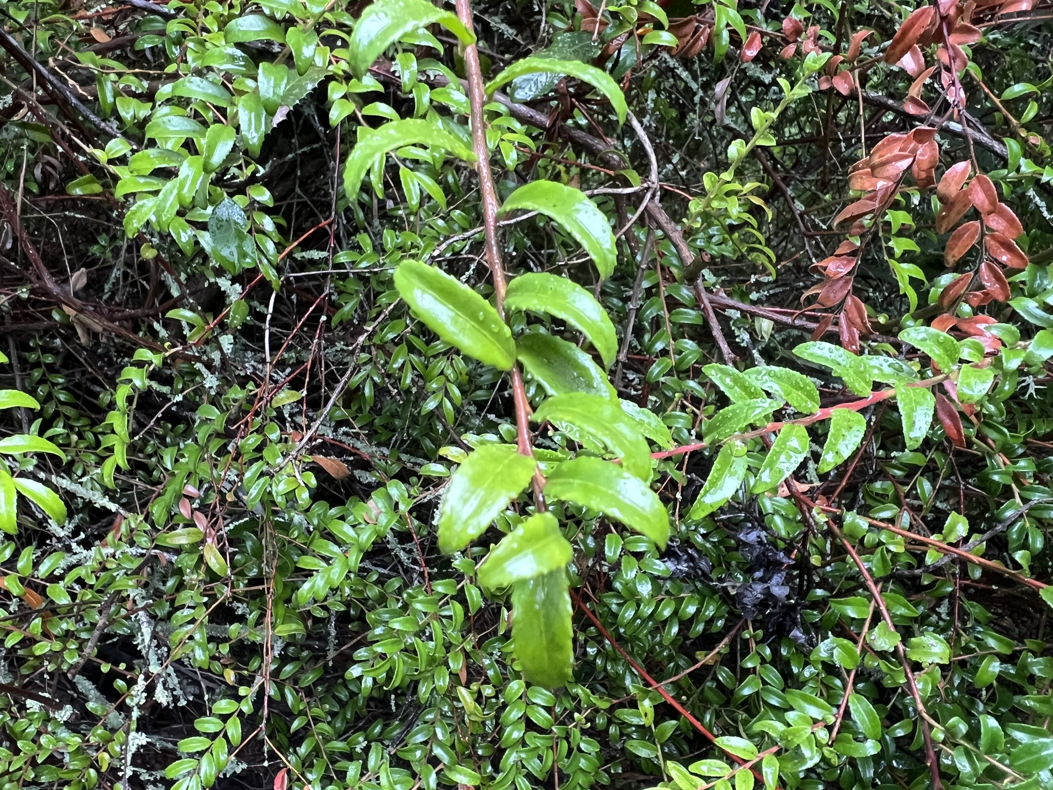 植物