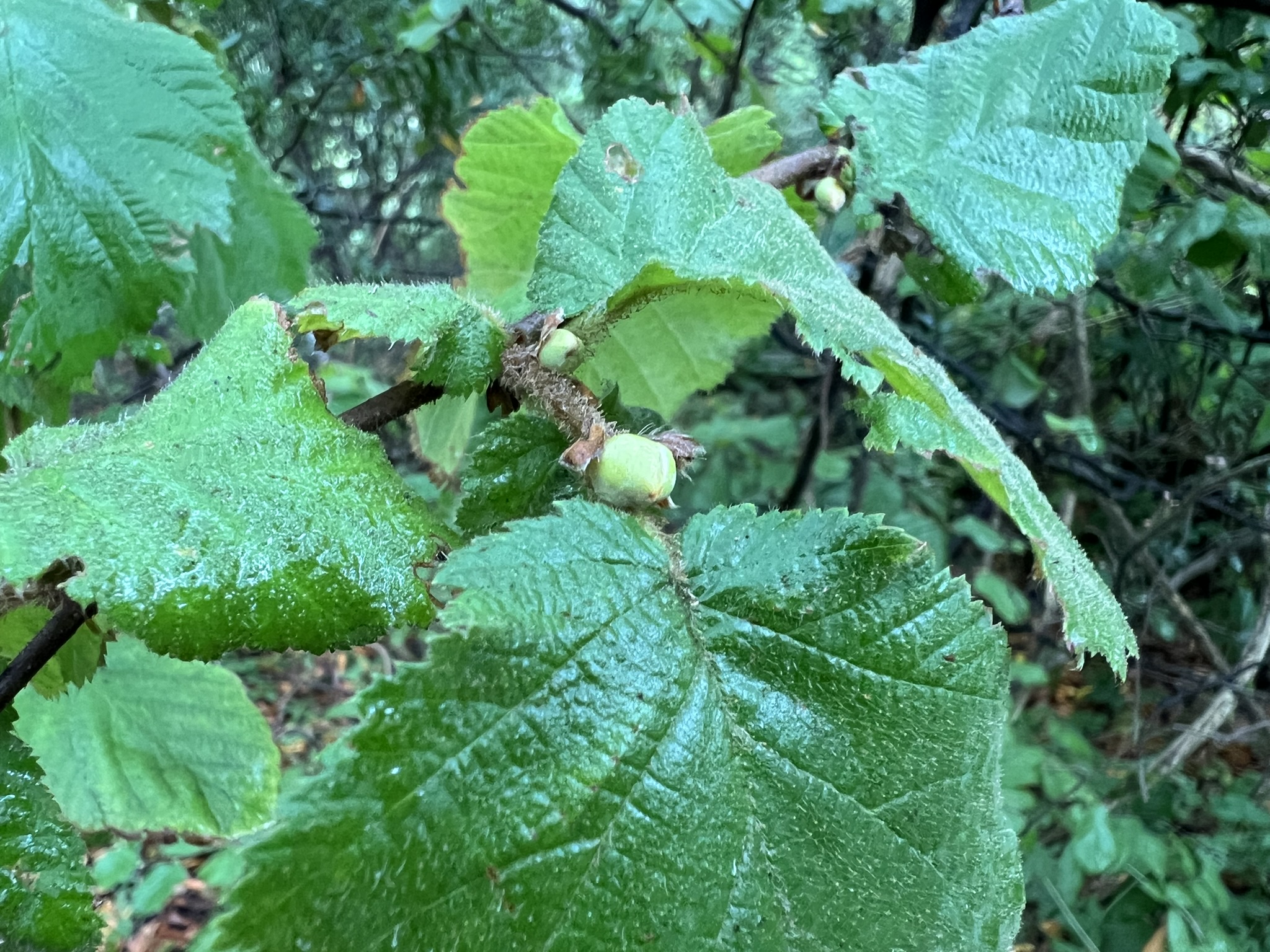 植物介绍