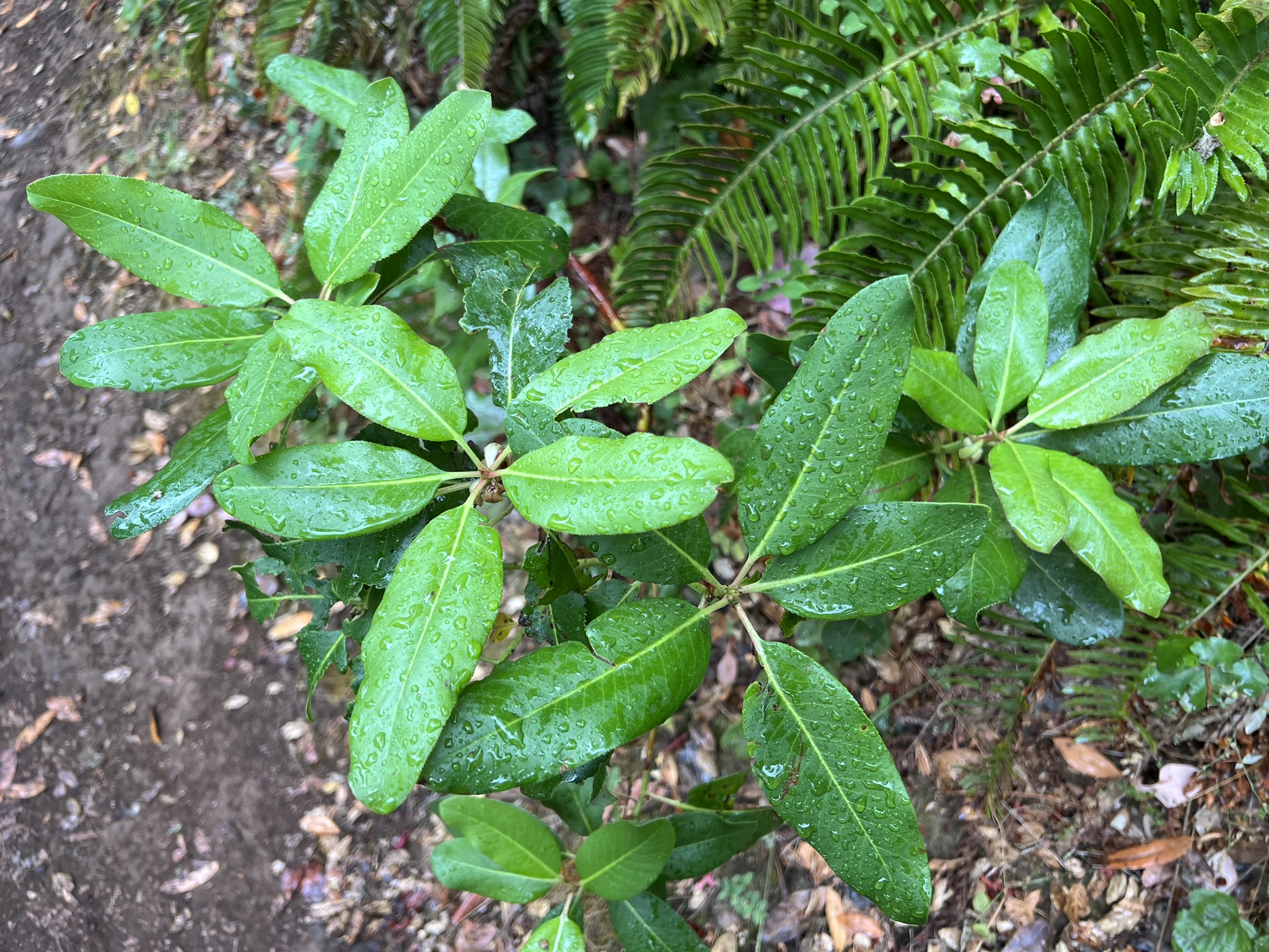 植物