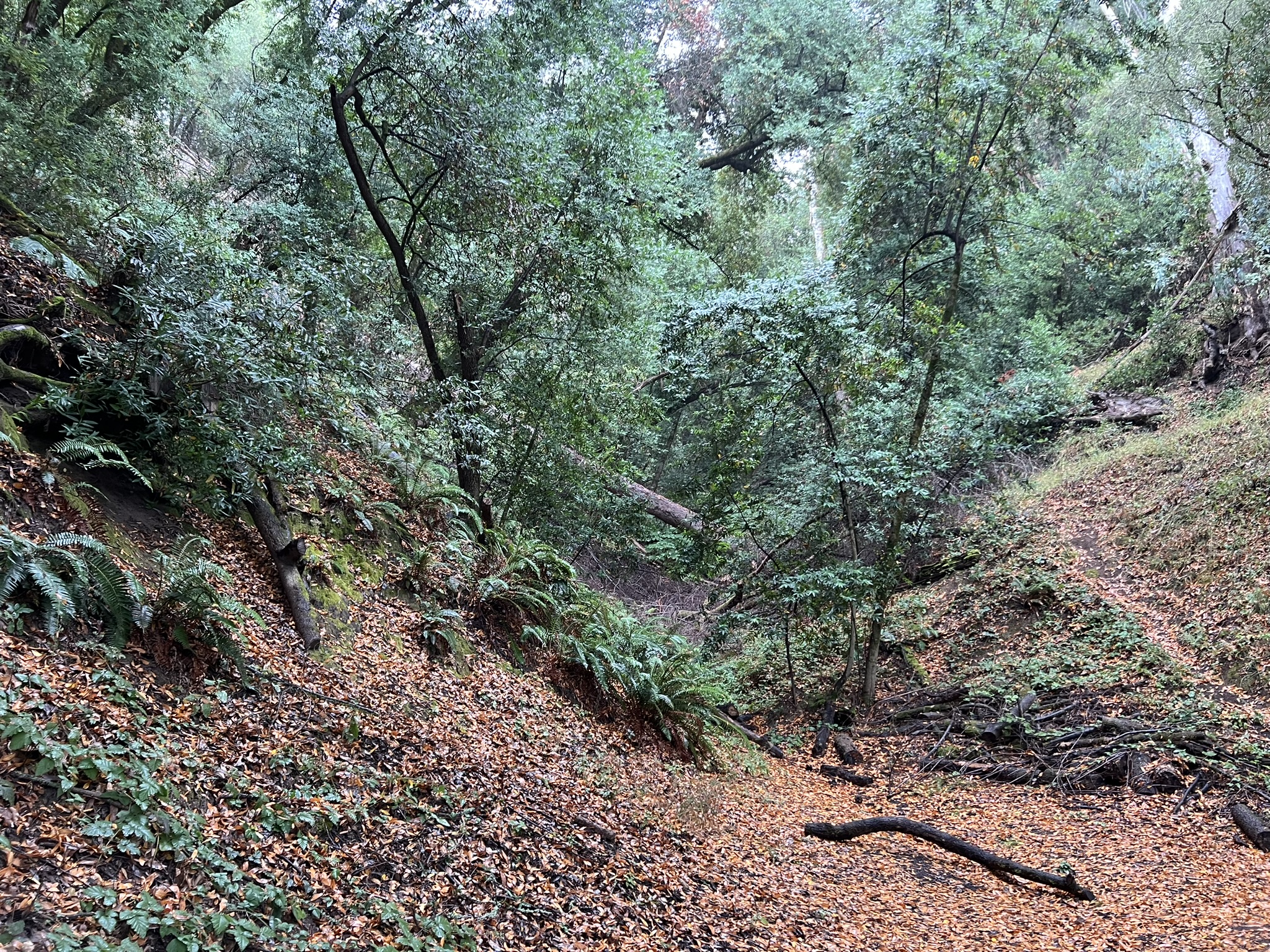 雨中的山谷