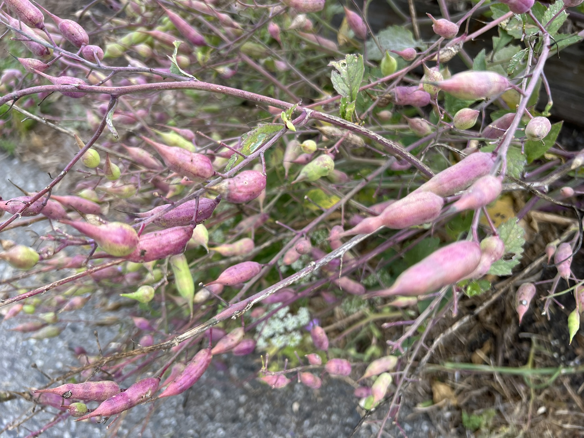 有点像花生