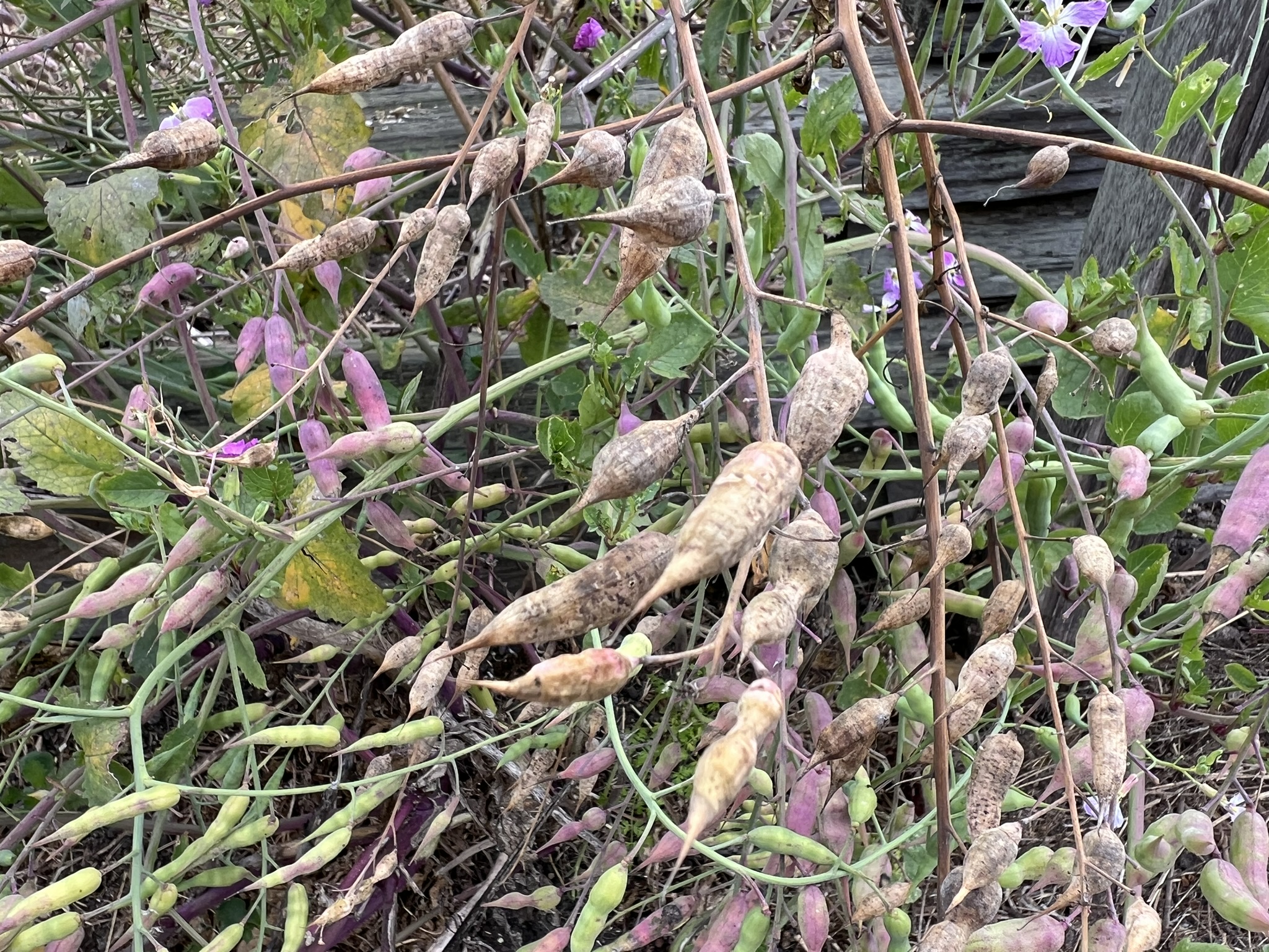 有点像花生