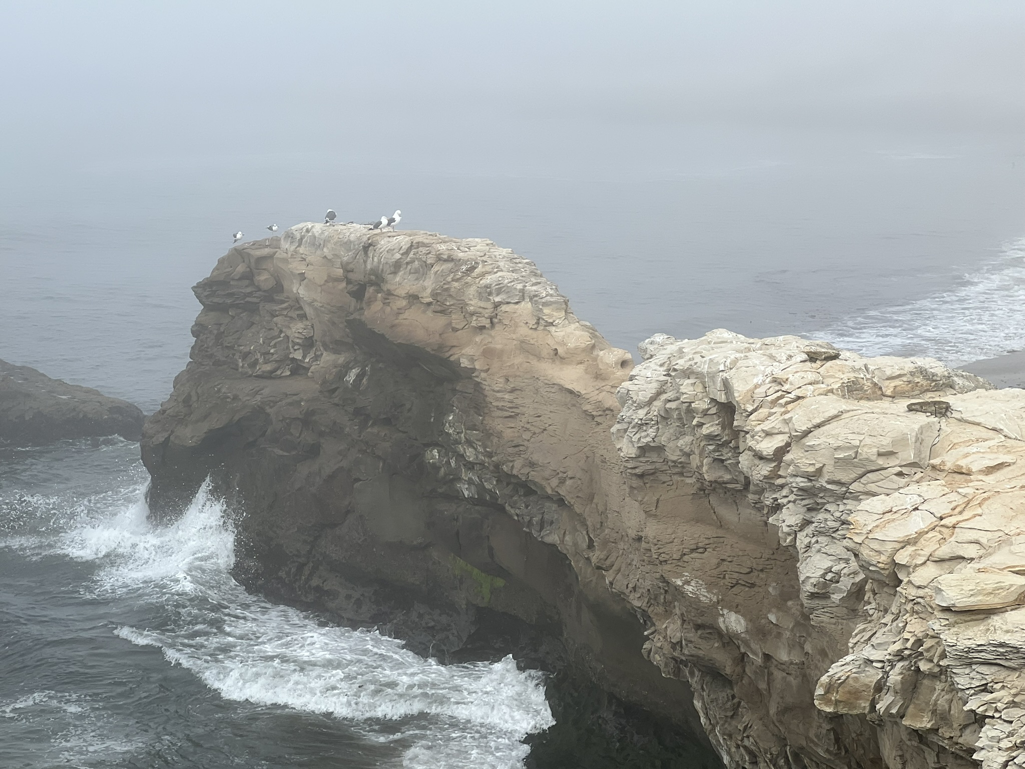 Natural Bridges State Beach 旁的礁石