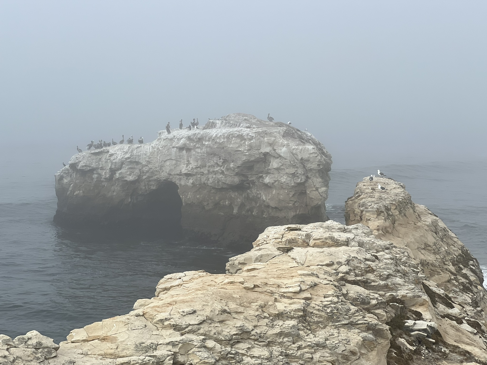 Natural Bridges State Beach 旁的礁石