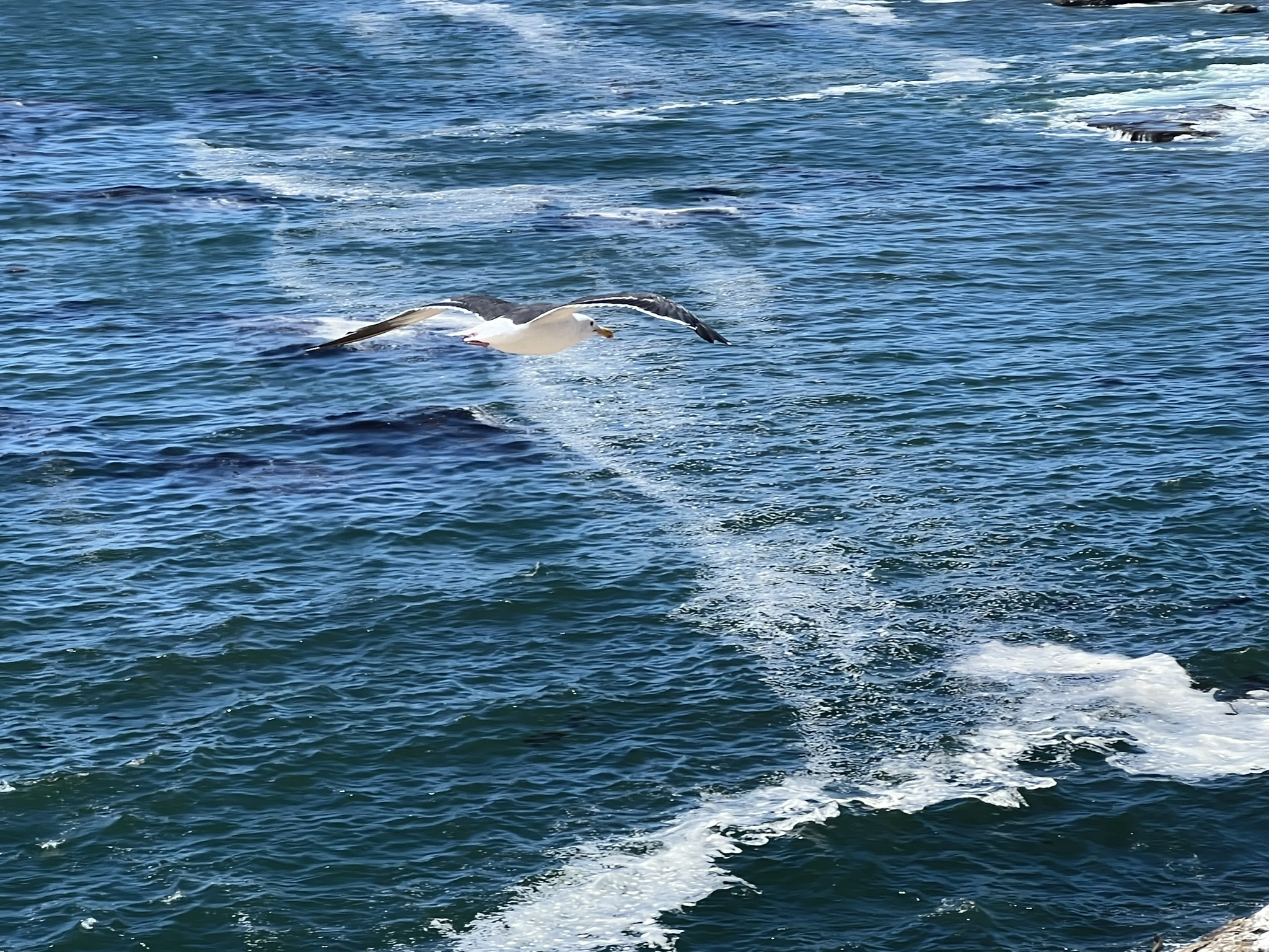 海鸥