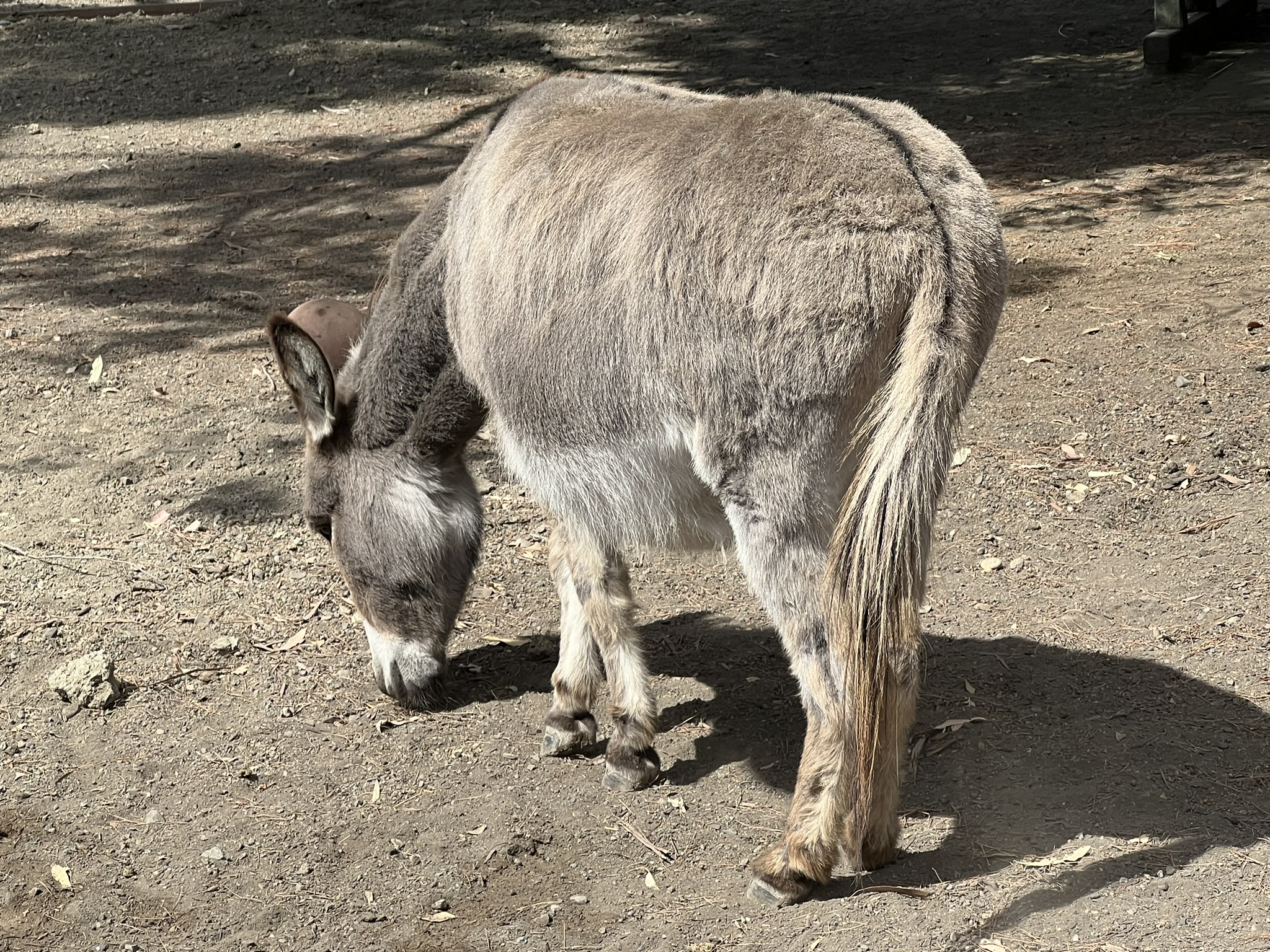 小驴