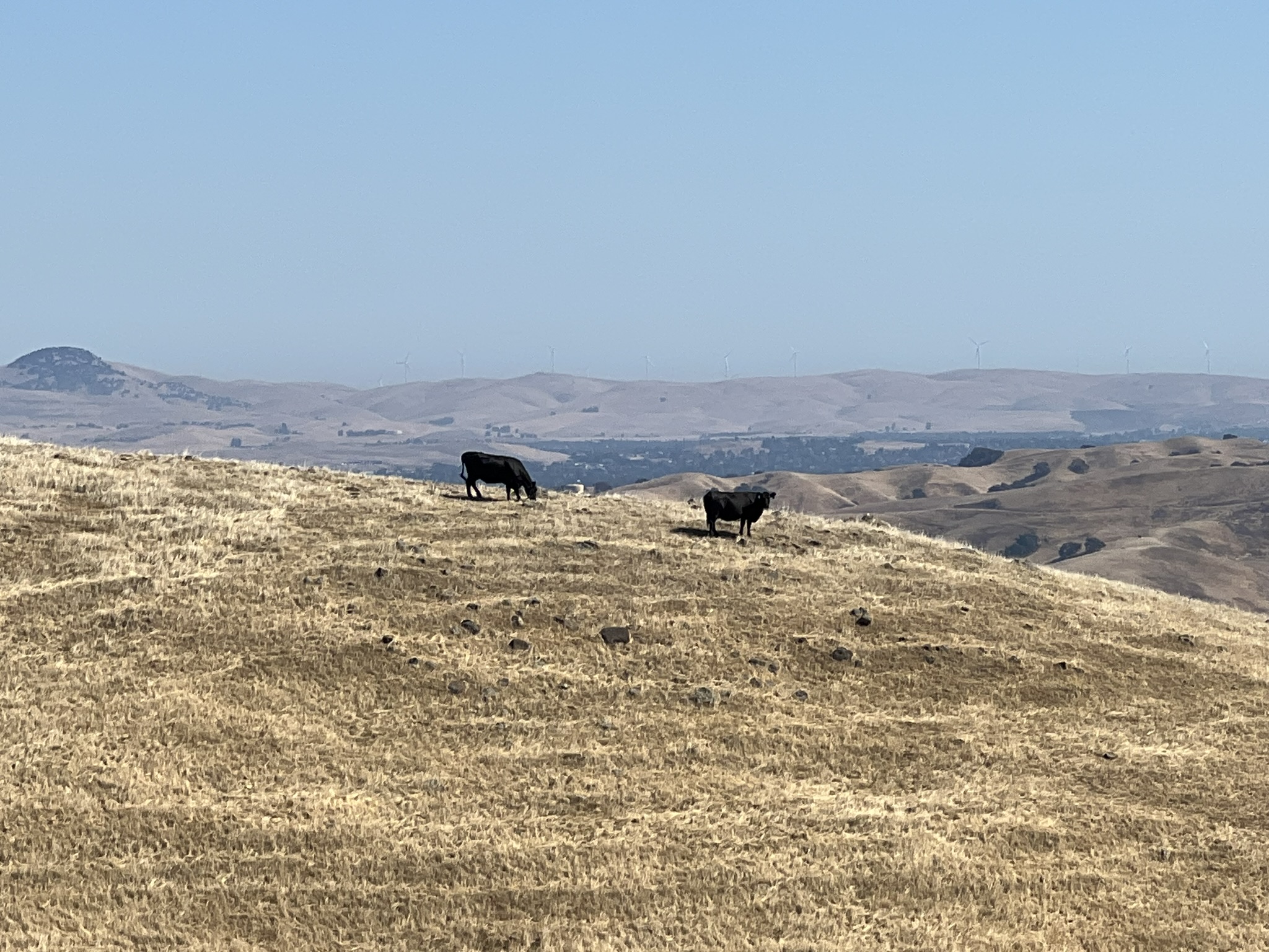 Niles Canyon Overlook