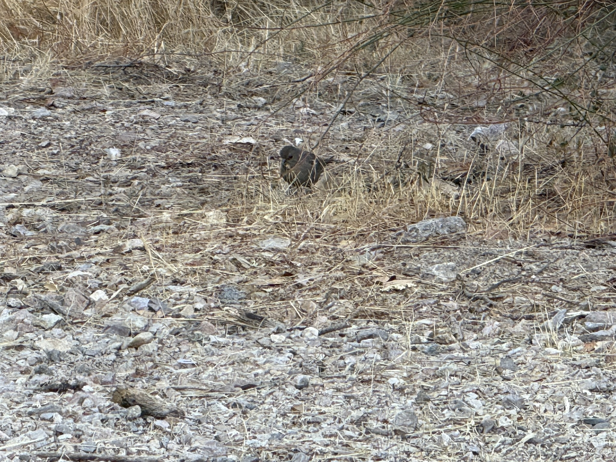 野山雀