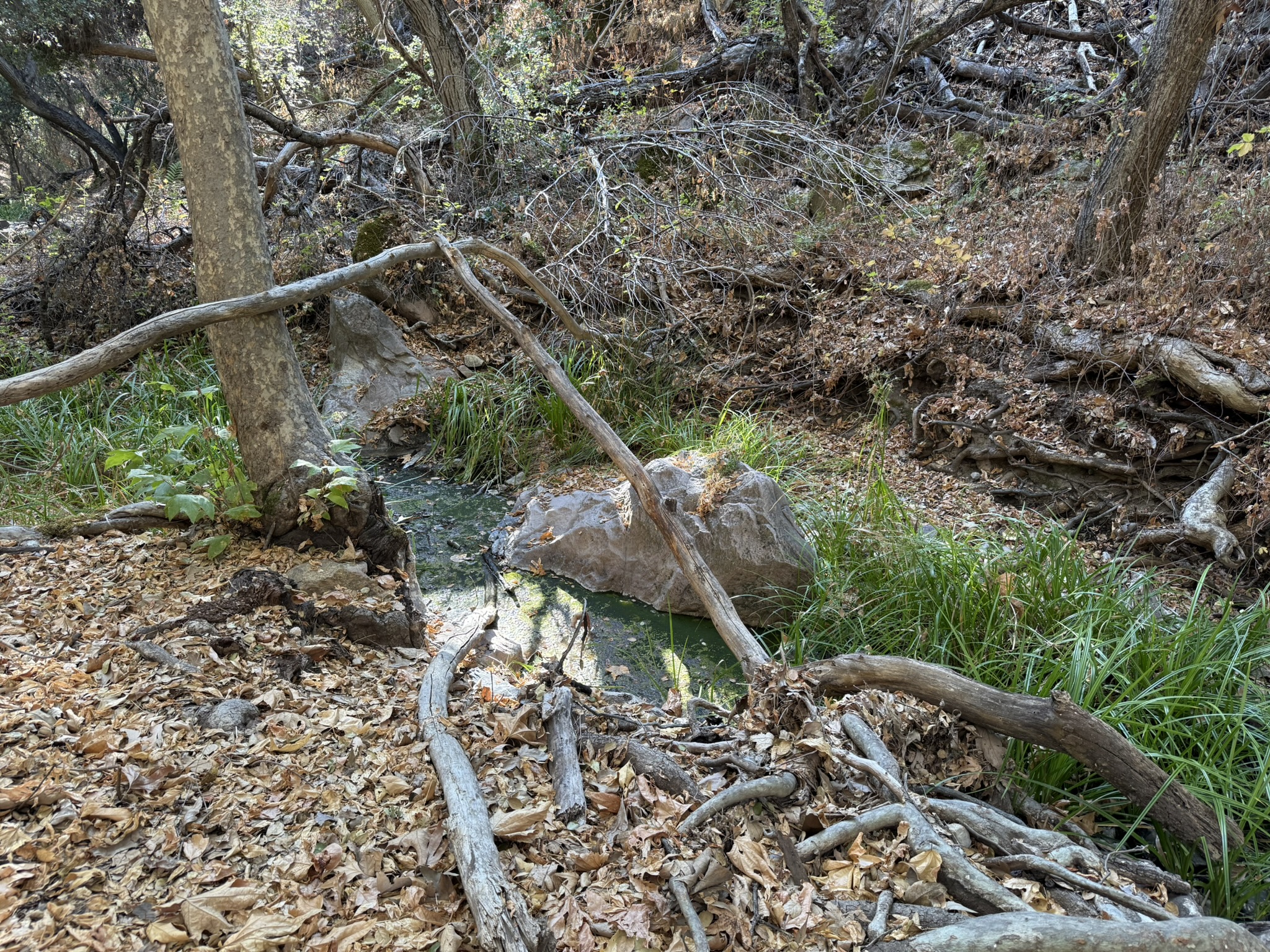 Sycamore Trail