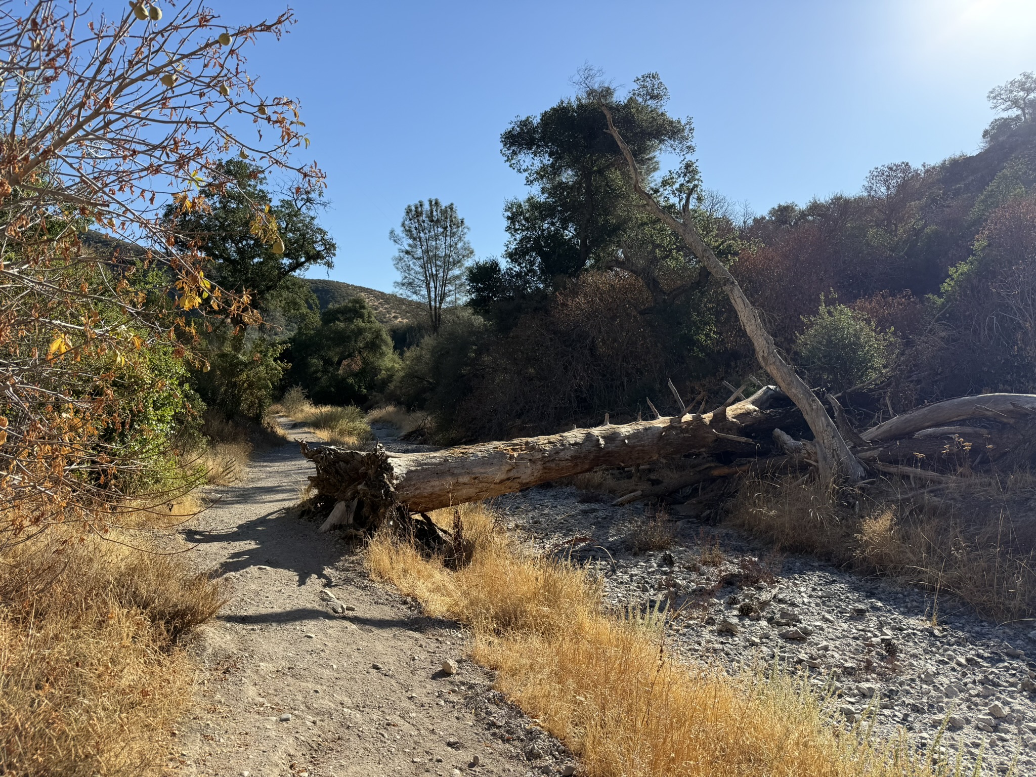 Sycamore Trail