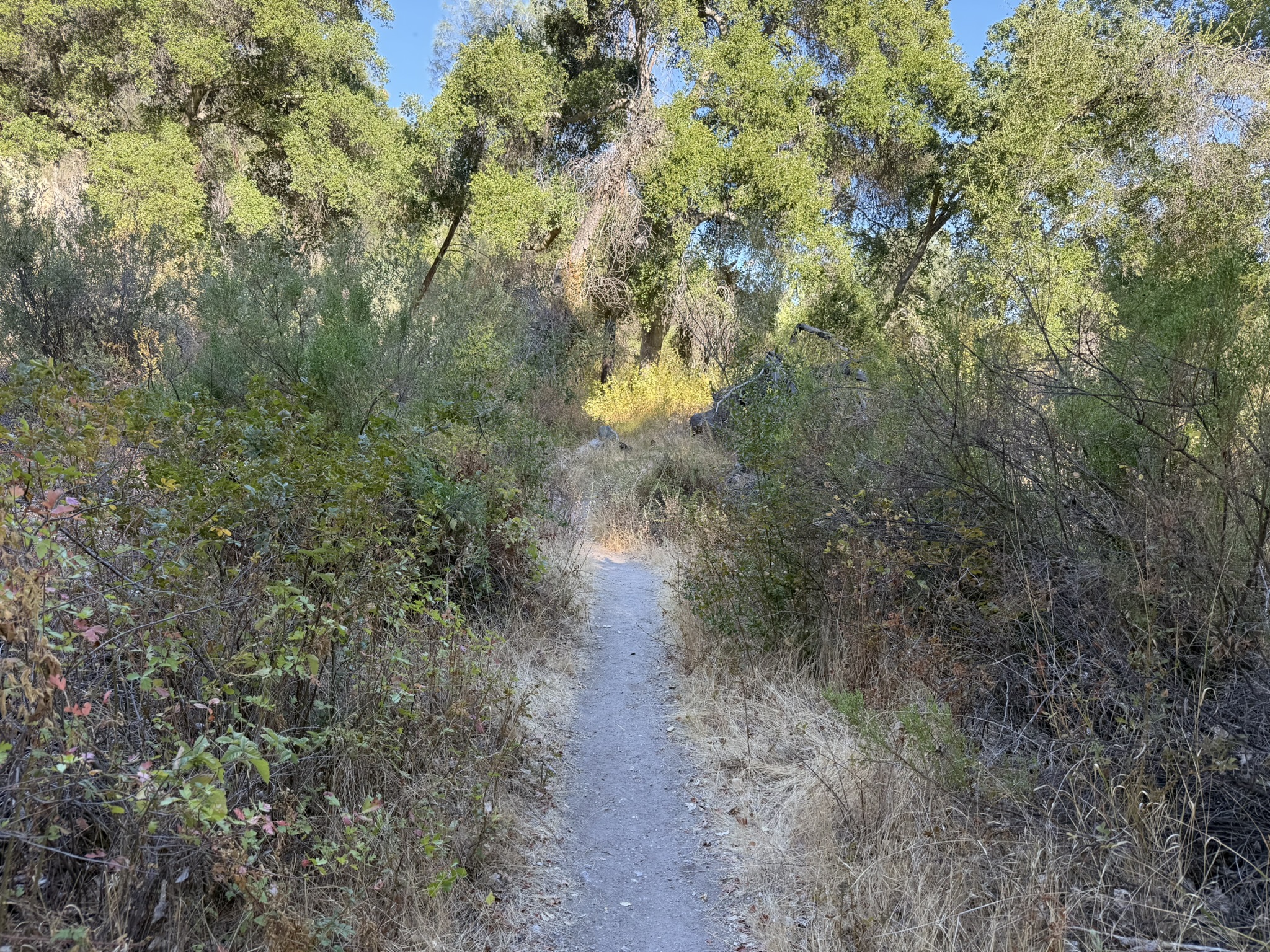 Bench Trail