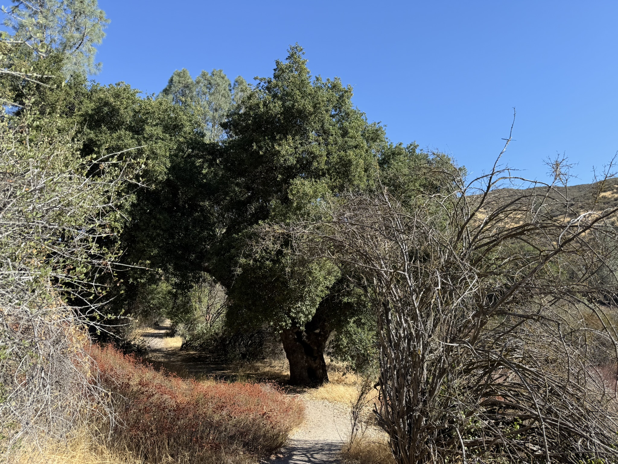 Bench Trail