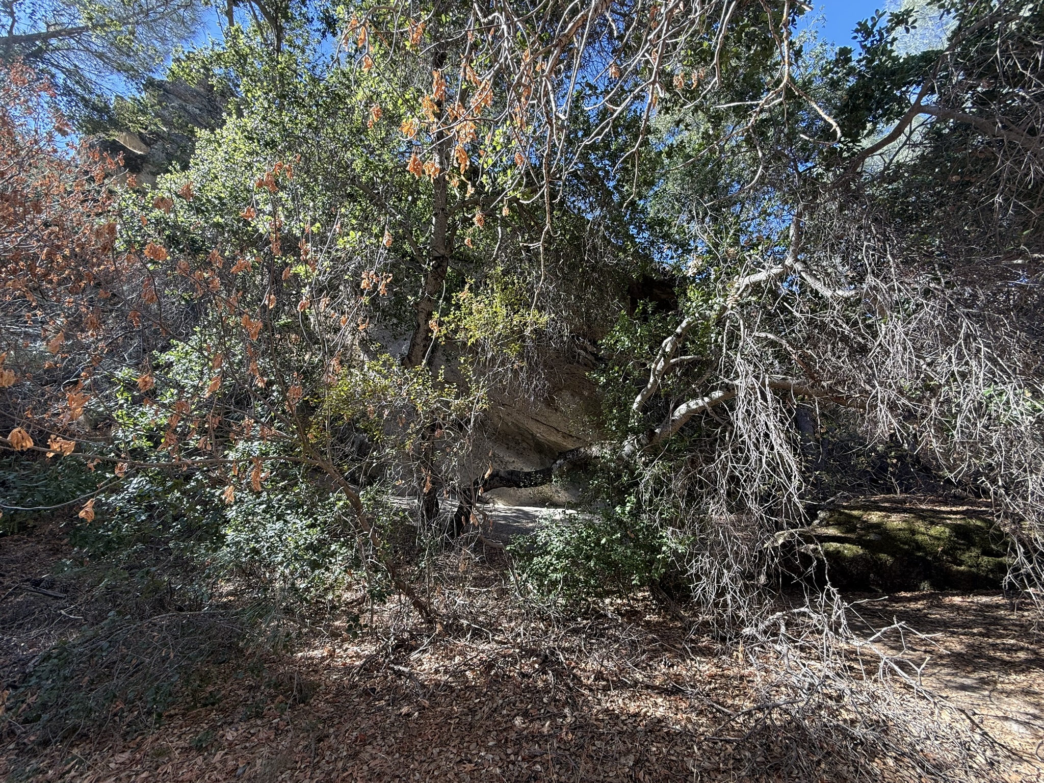 Old Pinnacles Trails