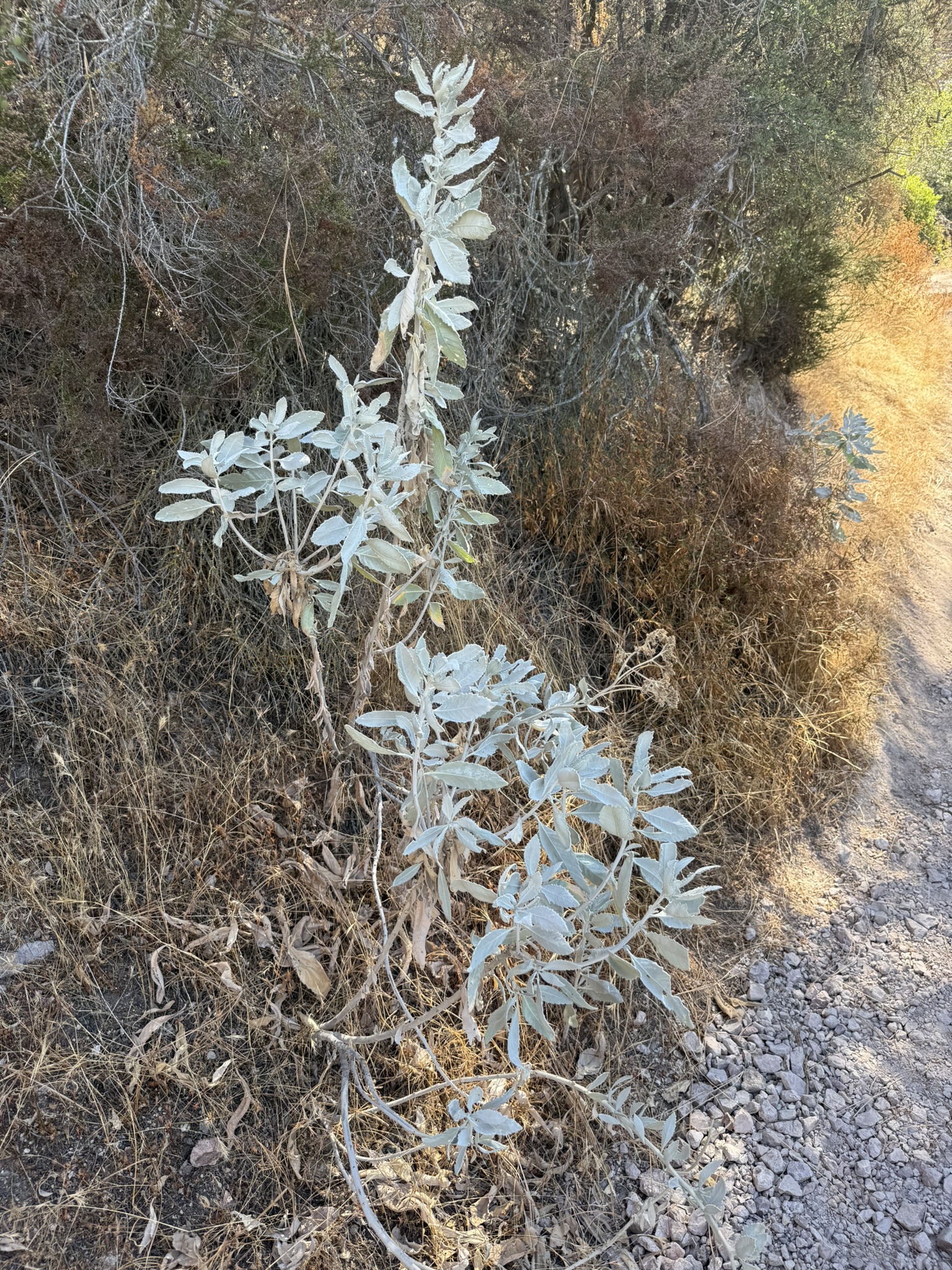 High Peaks Trail