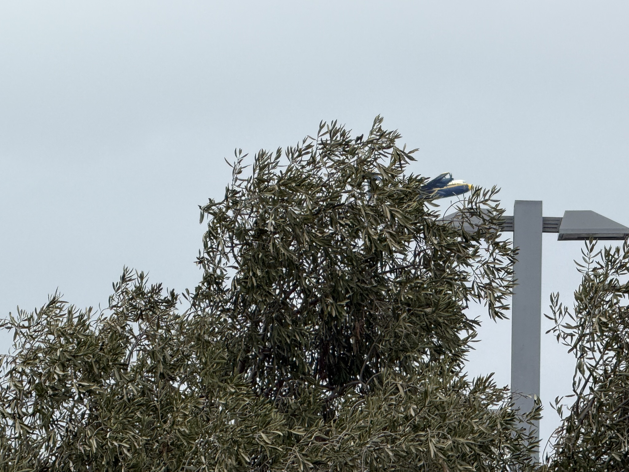 Blue Angels Fat Albert