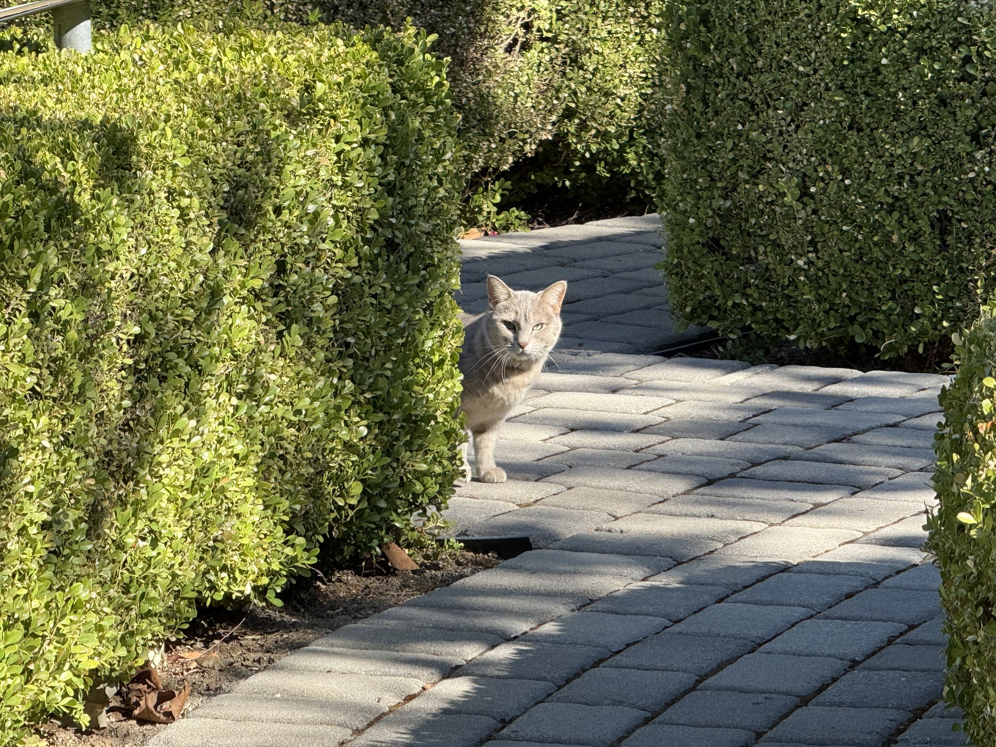 据管理员介绍，这个是附近人家的猫，觉得我可疑，悄悄的盯着我看