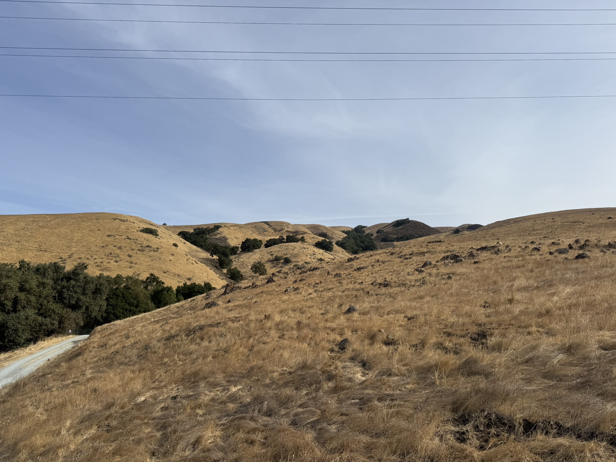 Bay Checkerspot Trail