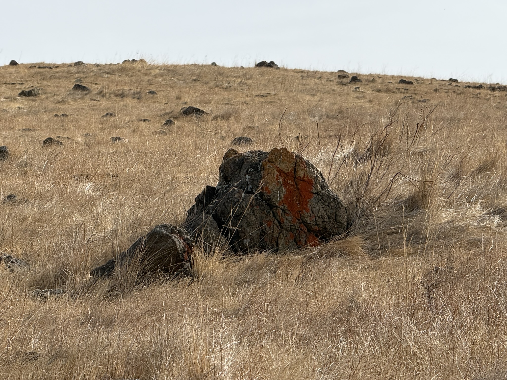 Morgan Hill 独有的 Poppy Jasper