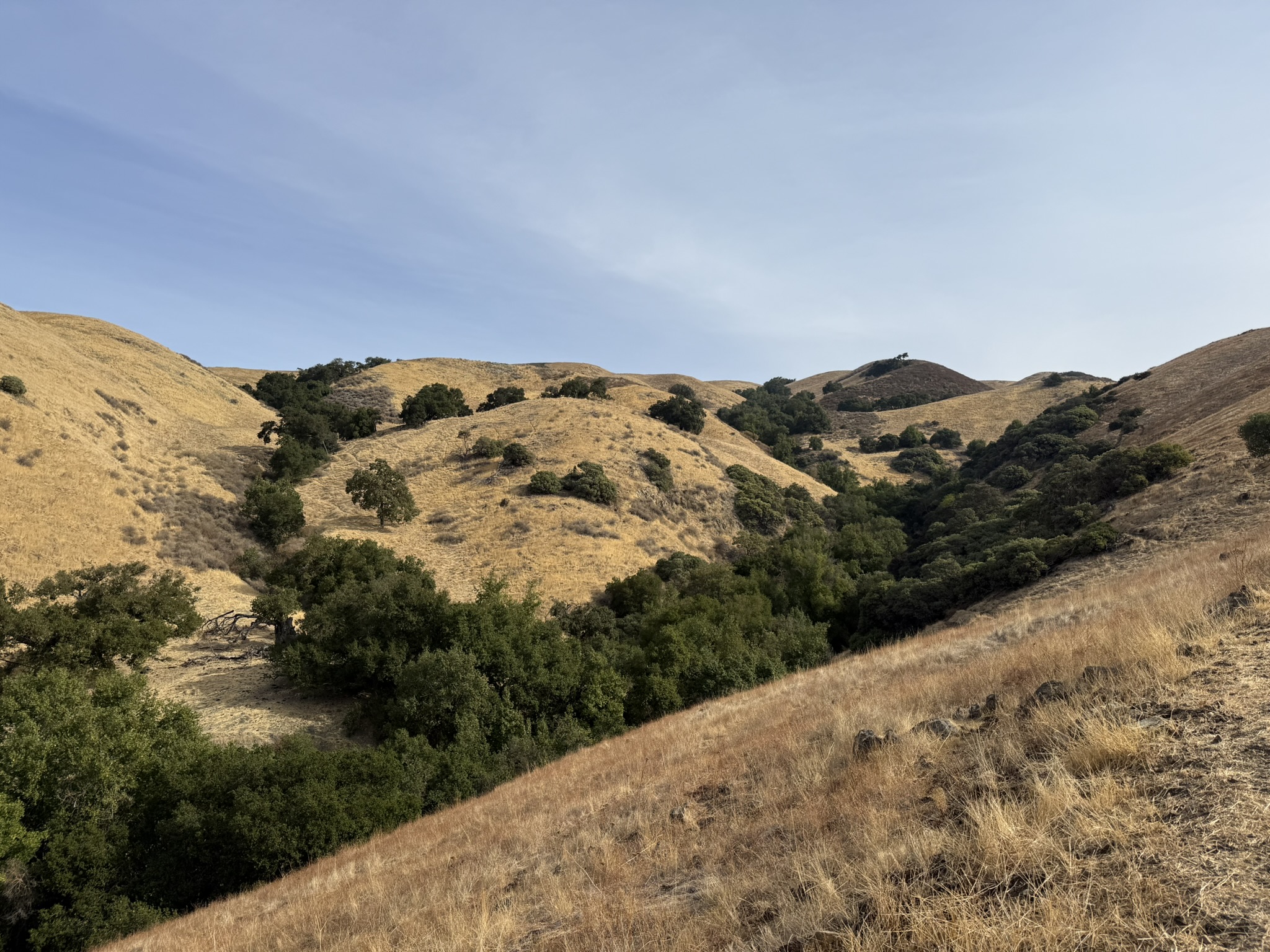 Bay Checkerspot Trail