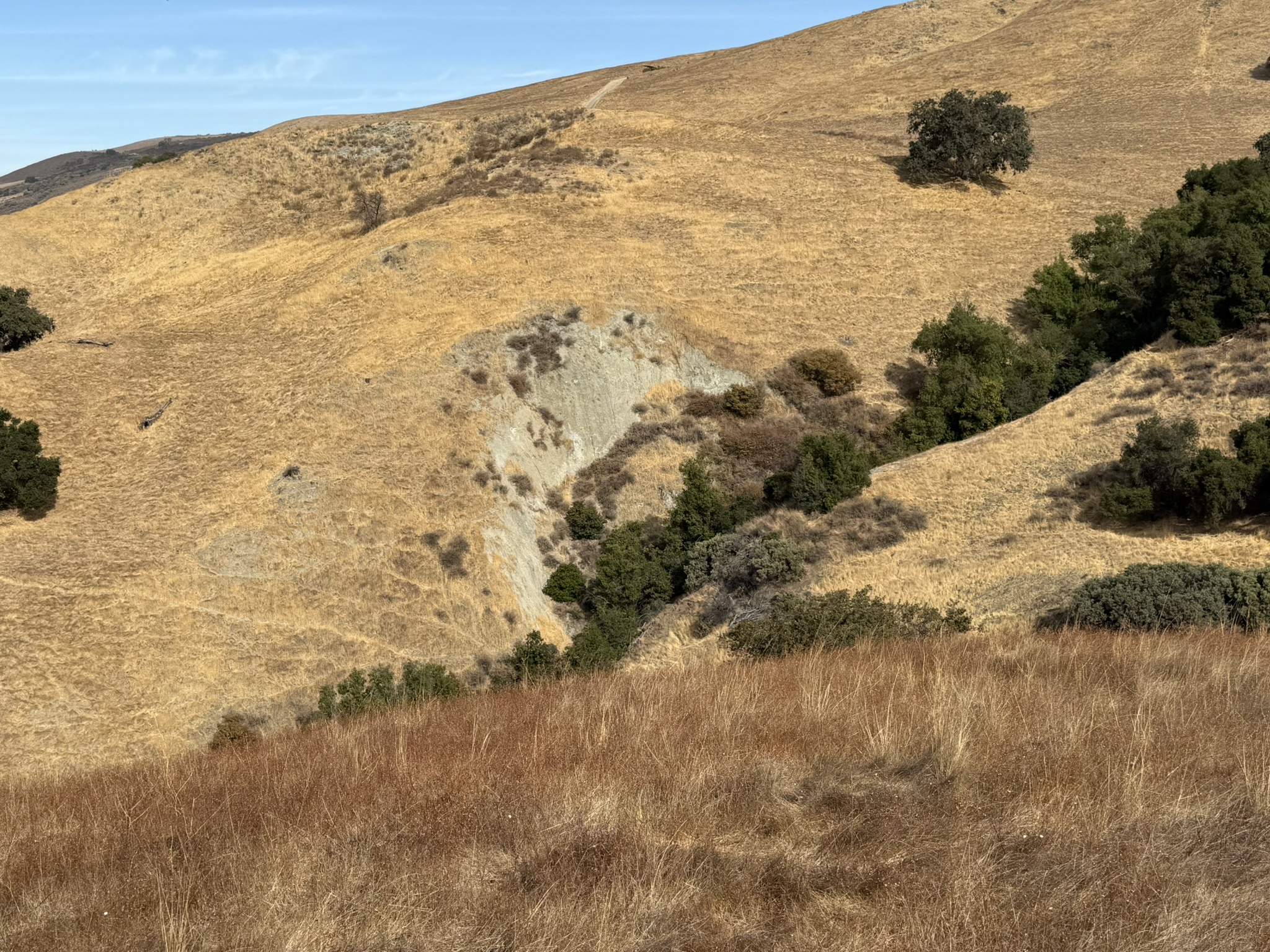 Bay Checkerspot Trail