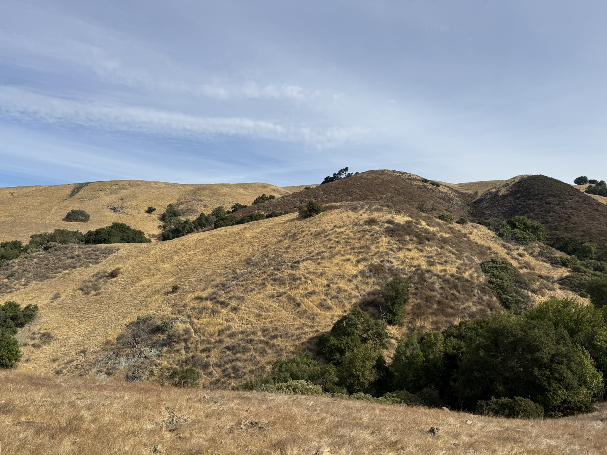 Bay Checkerspot Trail