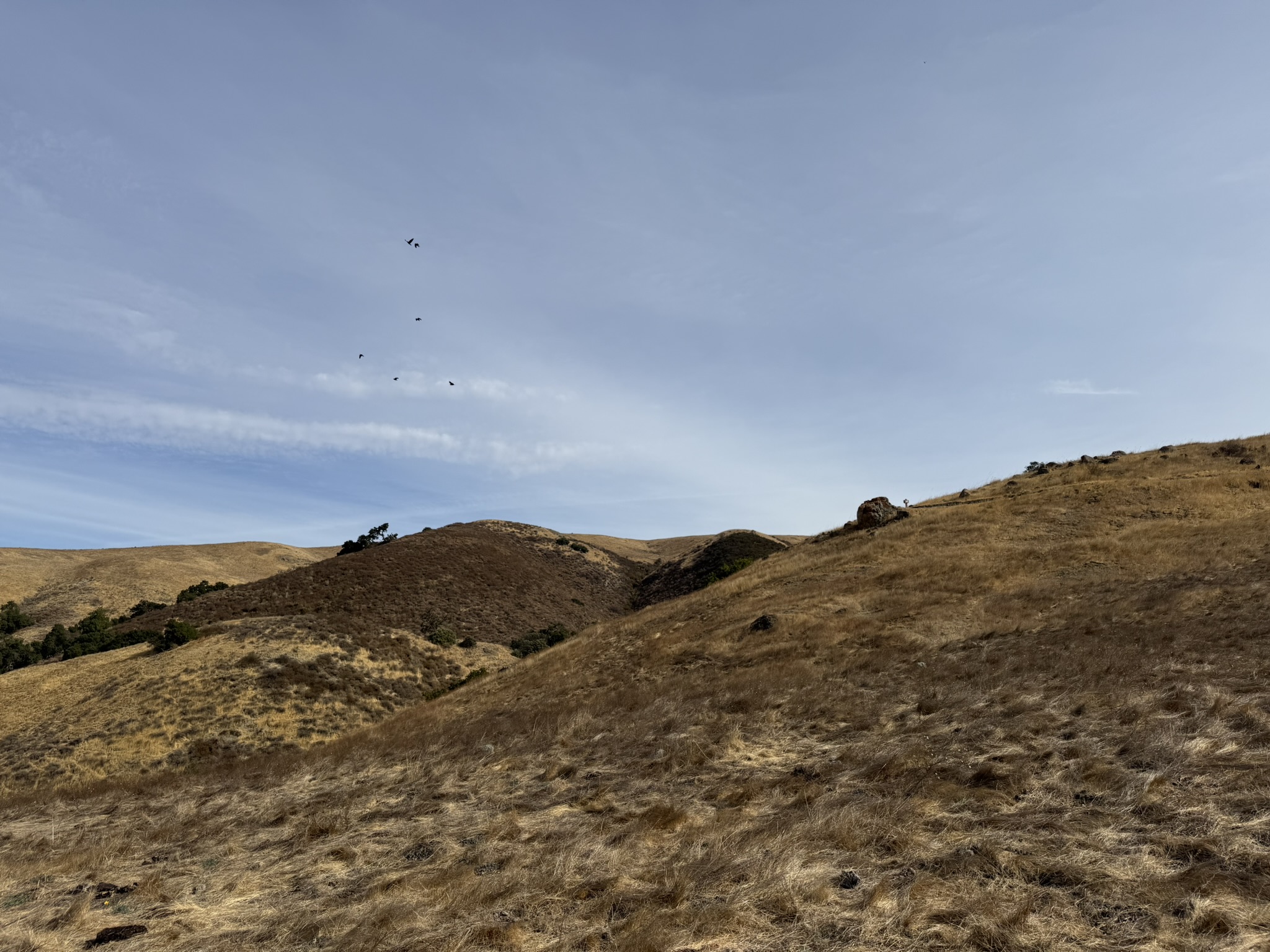 Bay Checkerspot Trail