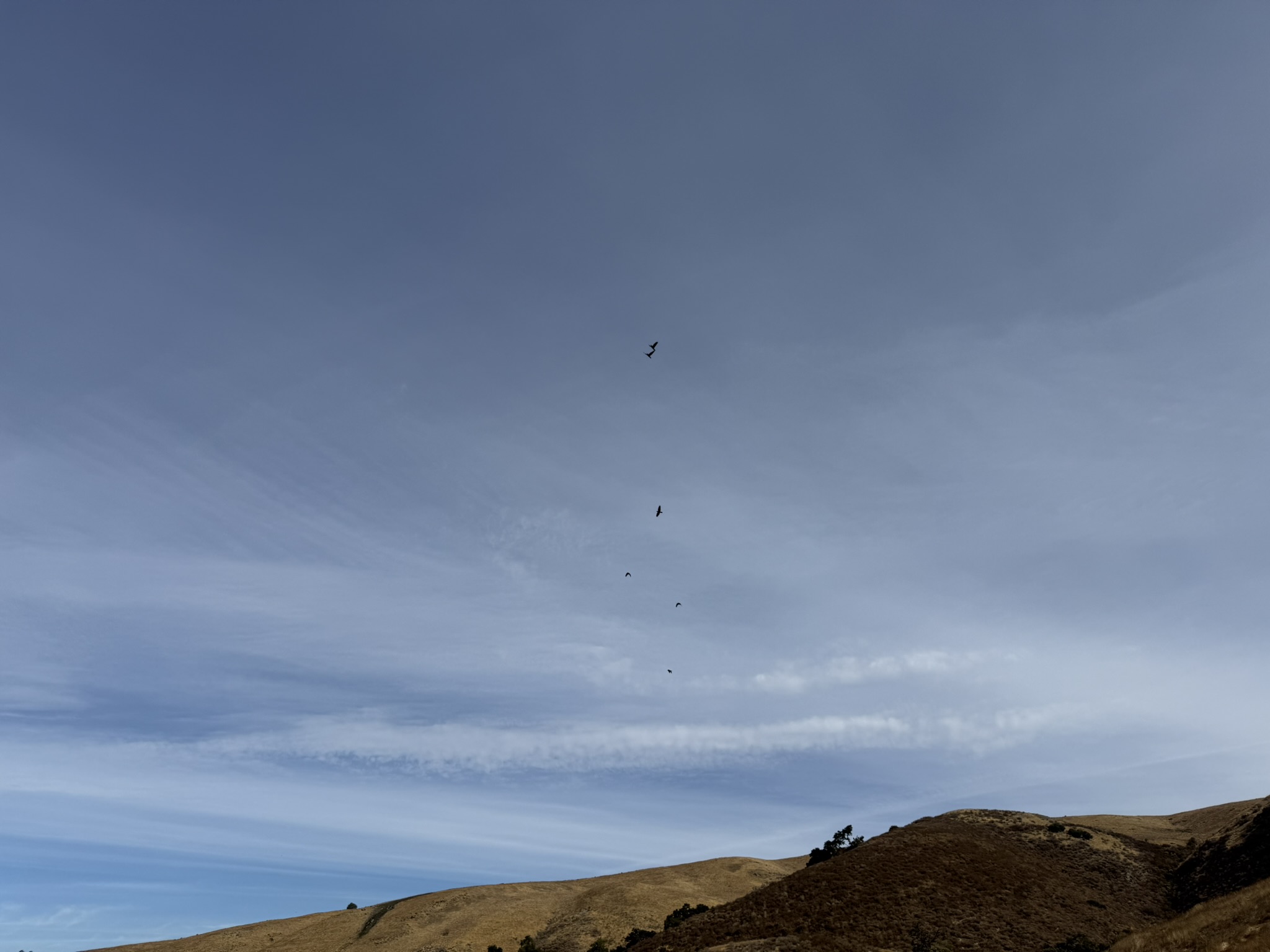 Bay Checkerspot Trail