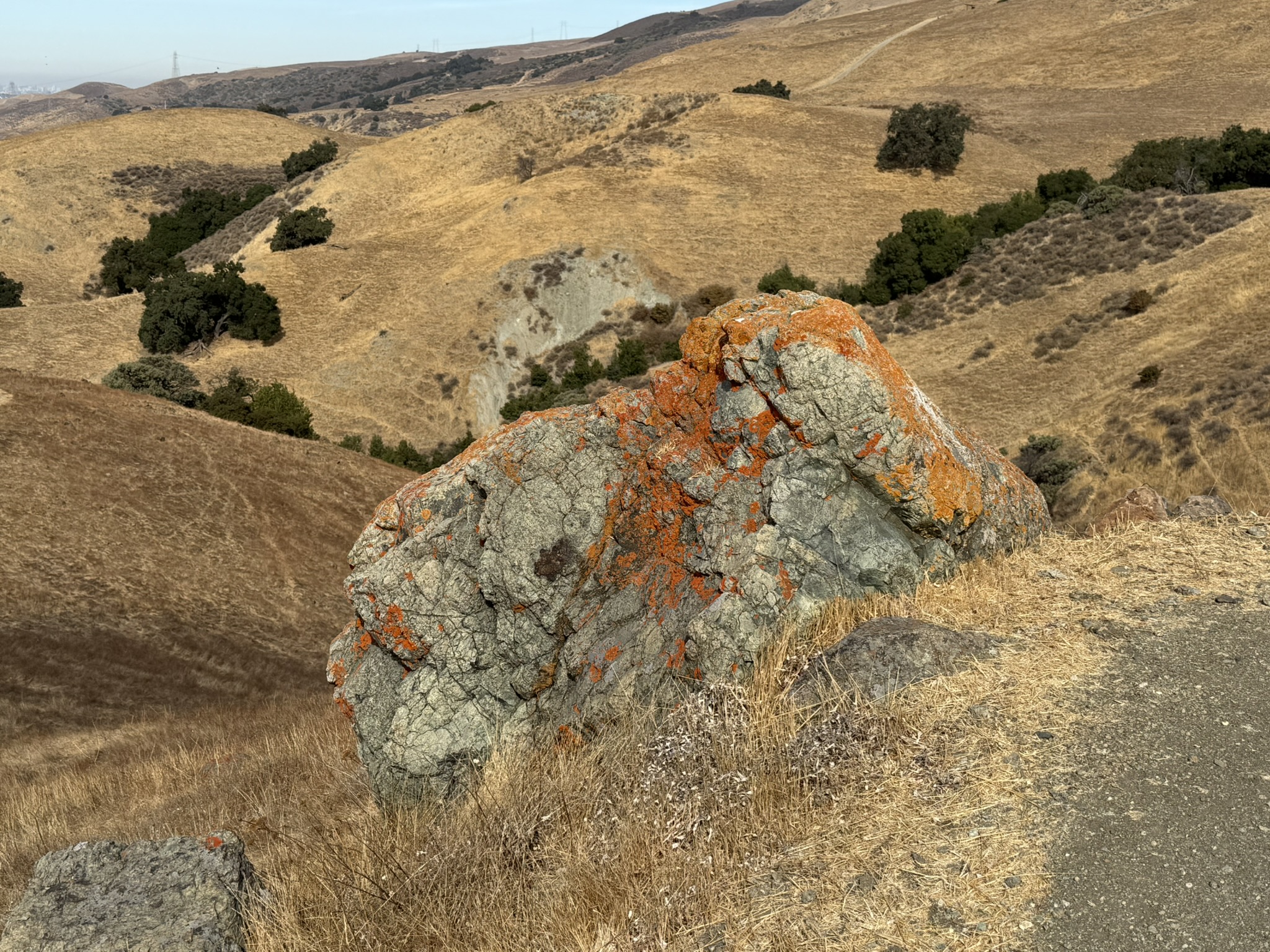 Morgan Hill 独有的 Poppy Jasper