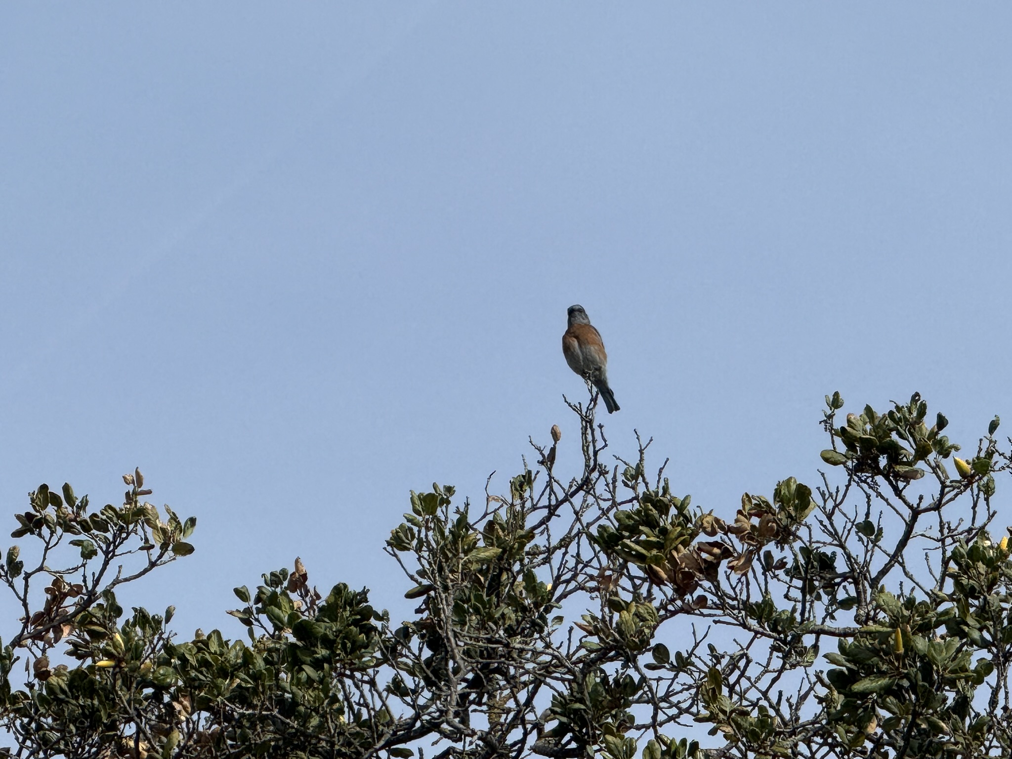 蓝色的小鸟 Western Bluebird