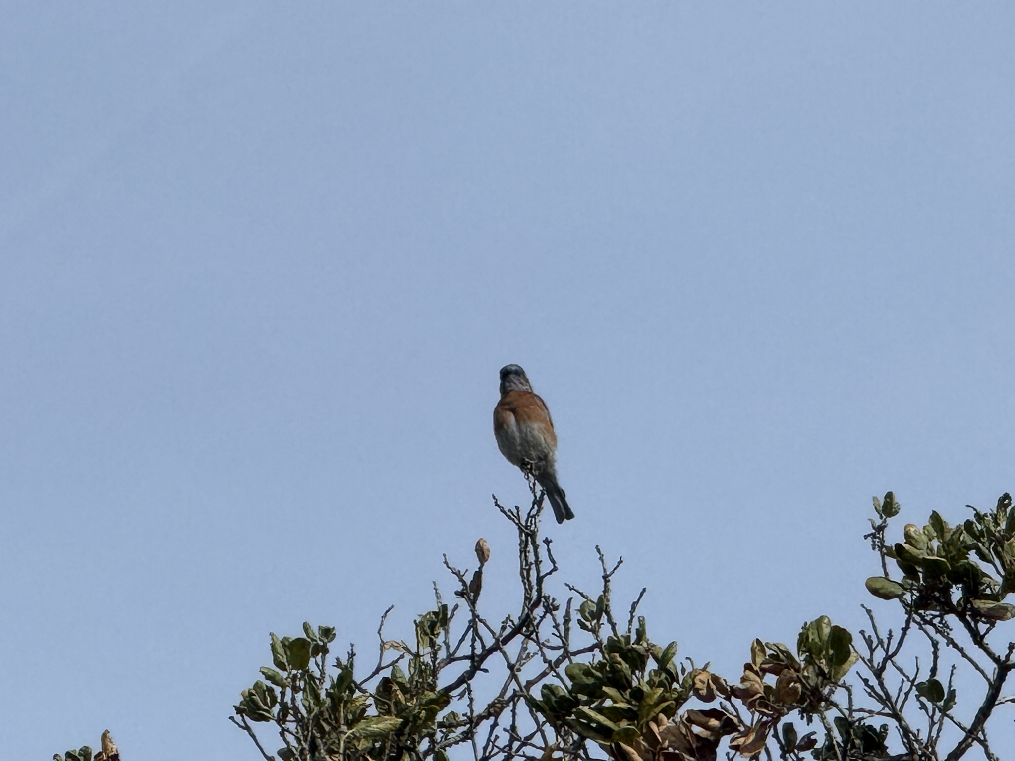 蓝色的小鸟 Western Bluebird