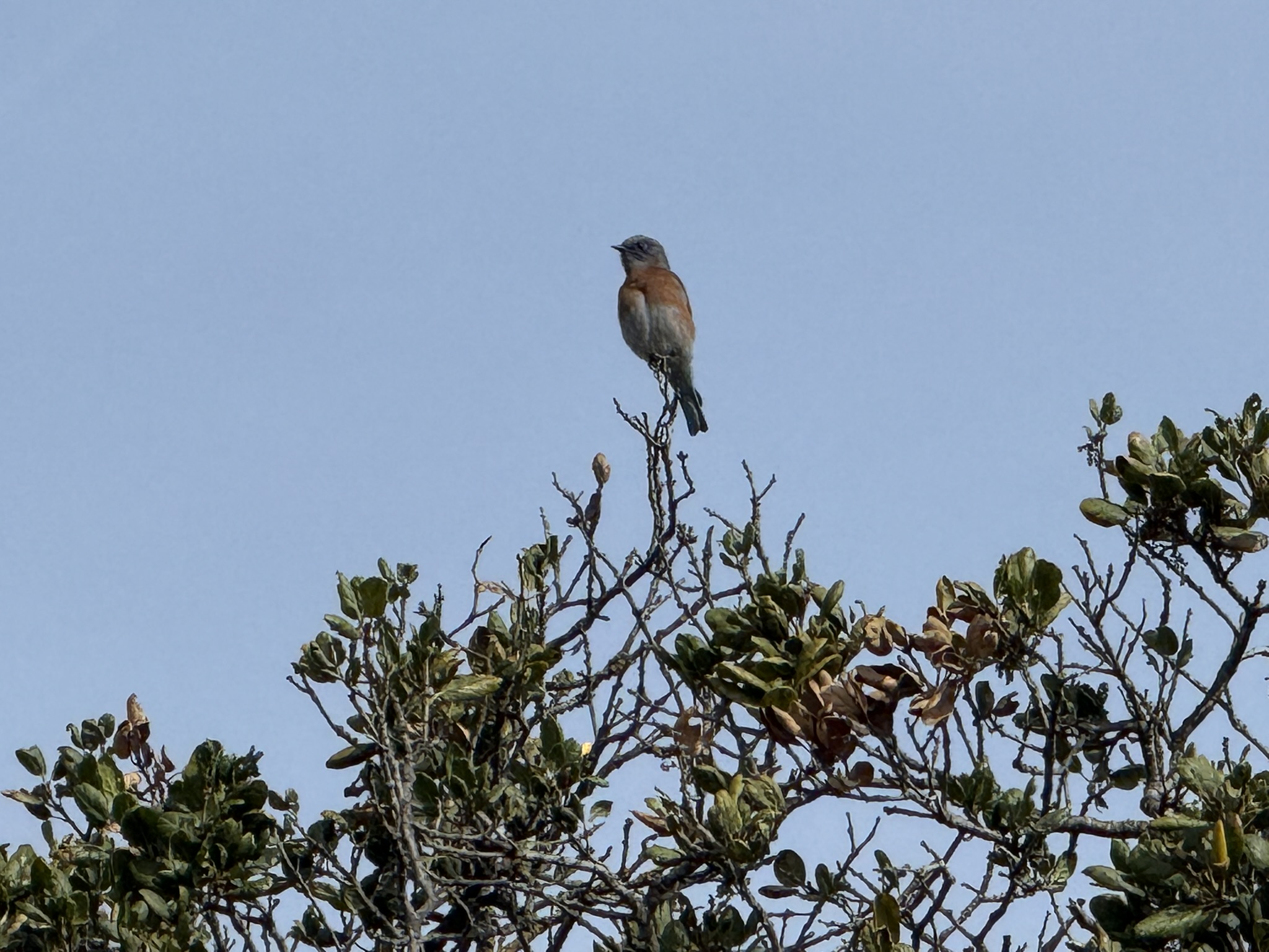 蓝色的小鸟 Western Bluebird