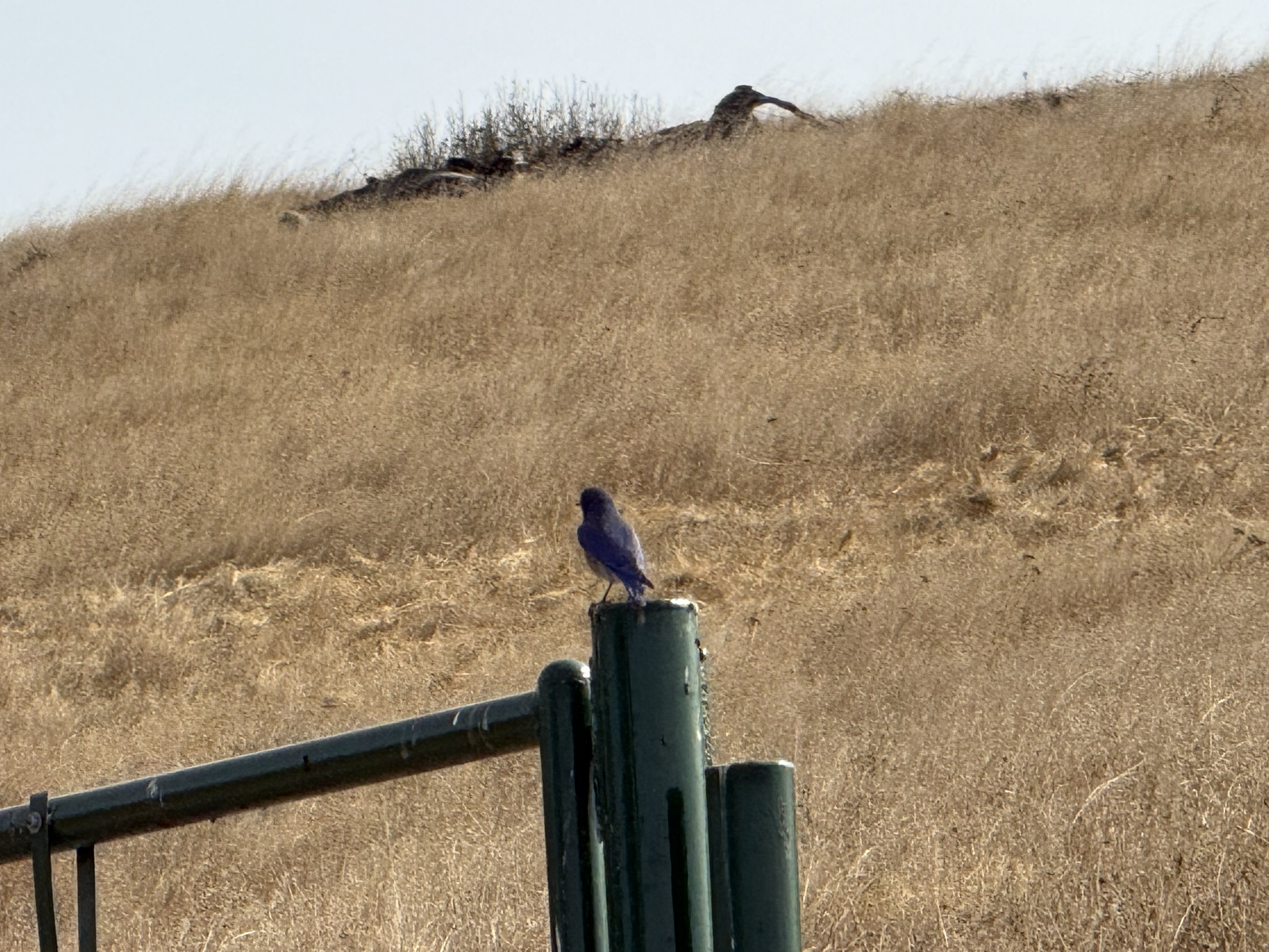 蓝色的小鸟 Western Bluebird