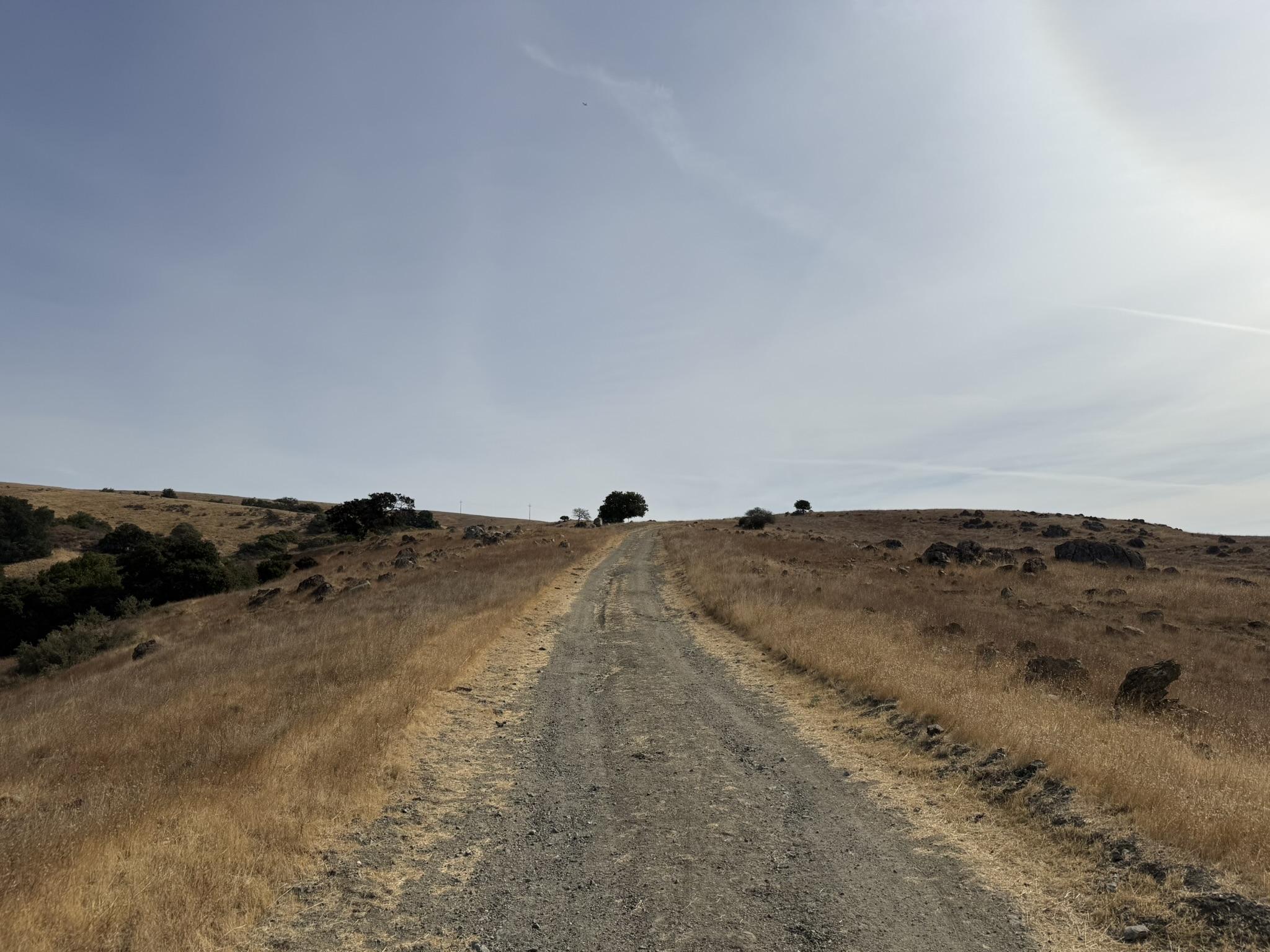 Bay Checkerspot Trail