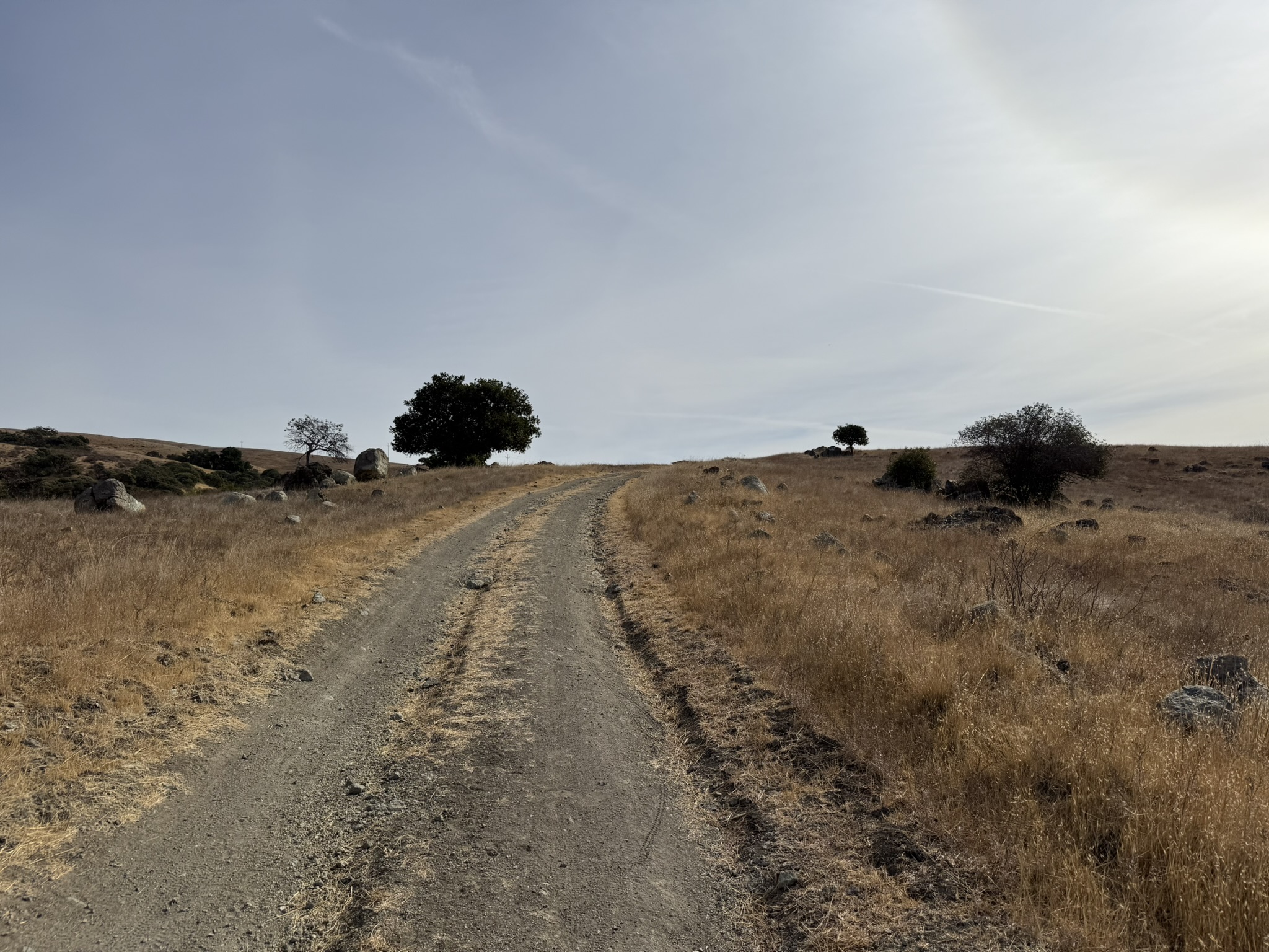 Bay Checkerspot Trail